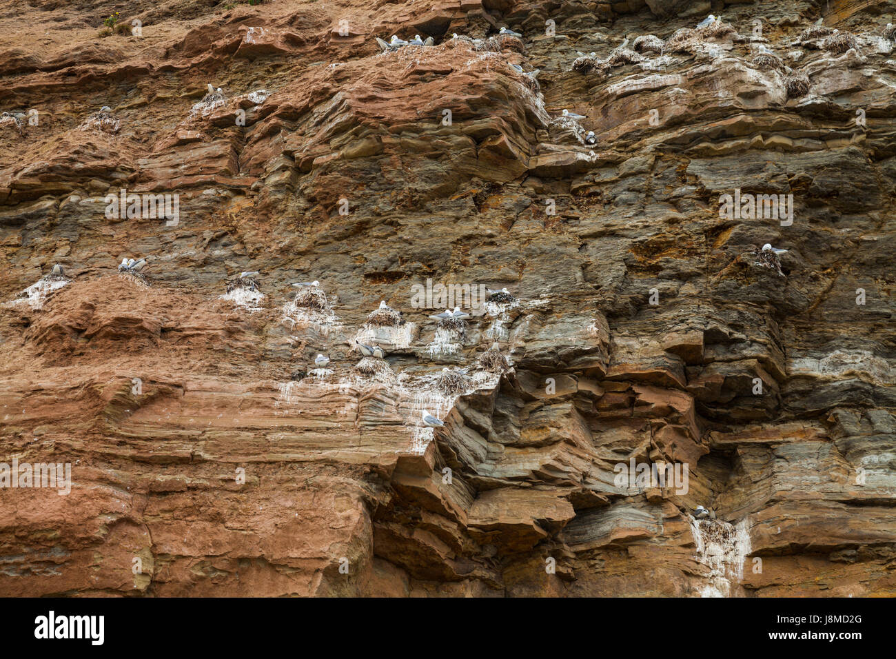 La scogliera e la nidificazione dei gabbiani a Staithes,North Yorkshire, Inghilterra, Regno Unito Foto Stock