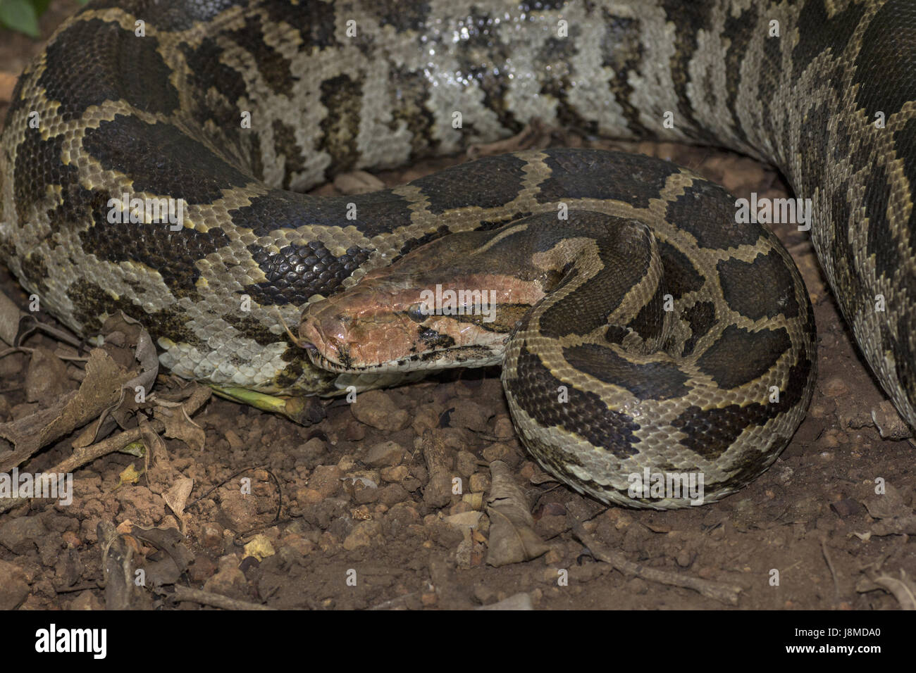 Indian rock. Python Python molurus molurus, non velenose. rare. chiamato 'ajgar' in hindi. Foto Stock