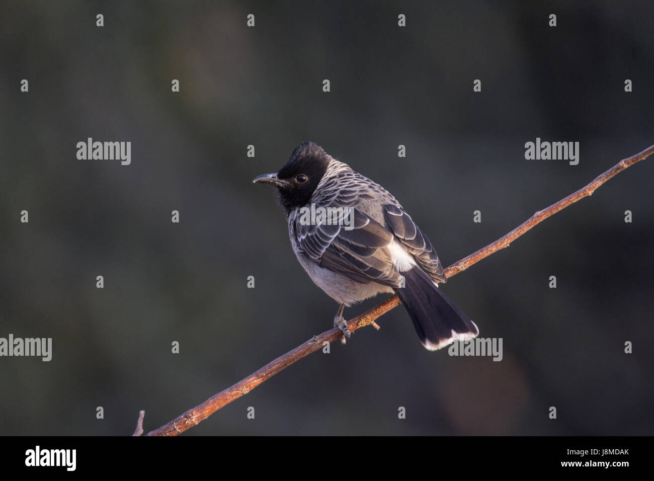 Rosso-ventilato, Bulbul Pycnonotus cafer Foto Stock