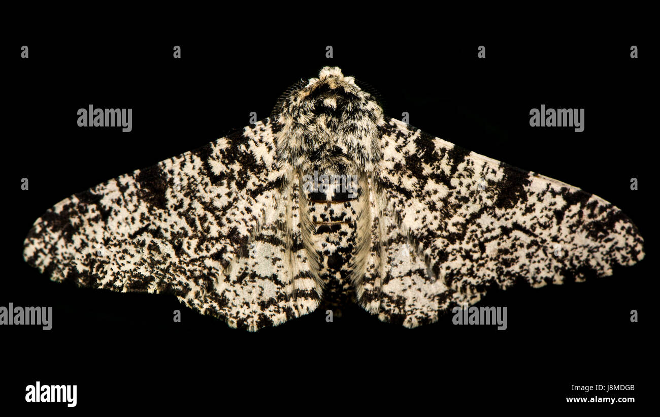 Pepati tarma (Biston betularia) isolato su nero. British insetto, familiare per gli studenti di biologia, nella famiglia Geometridae contro uno sfondo nero Foto Stock