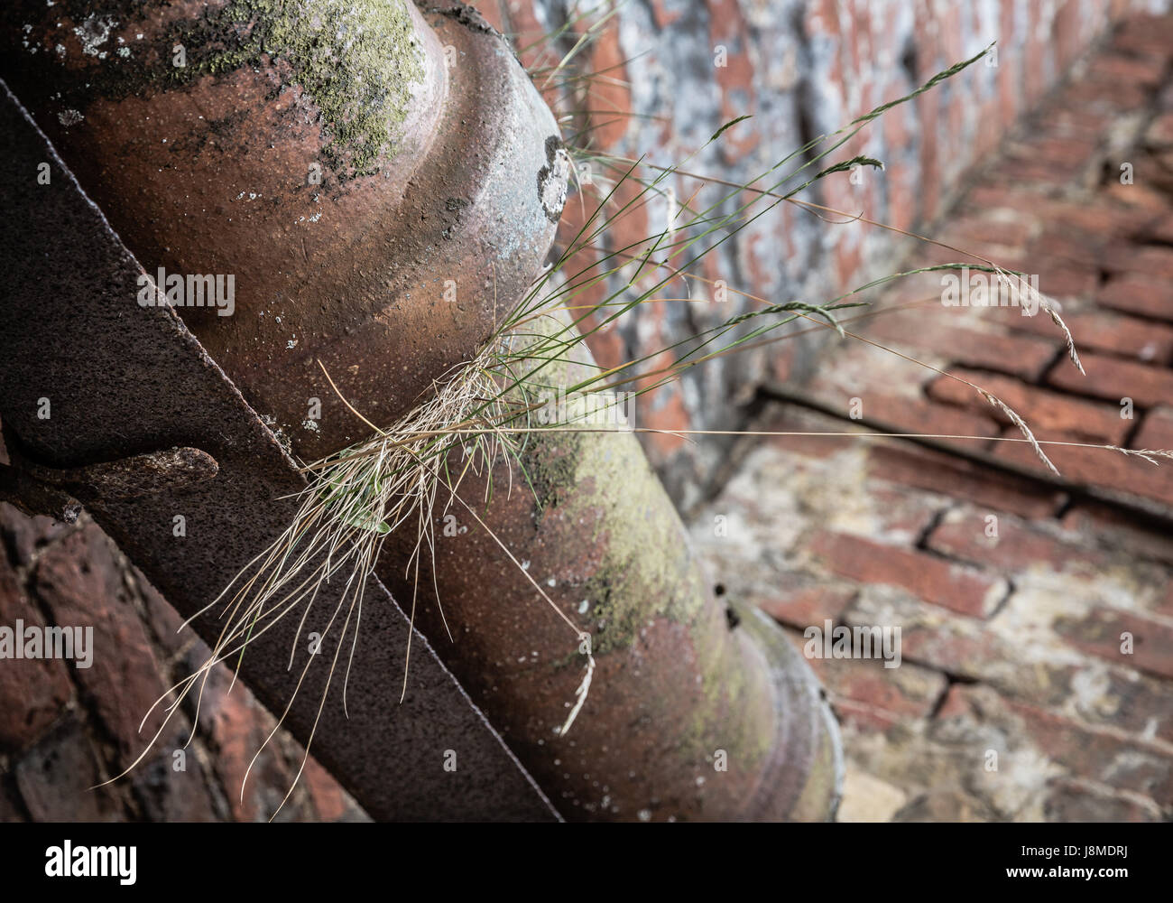 L'erba cresce al di fuori di un tubo fratturato a Calke Abbey. Foto Stock