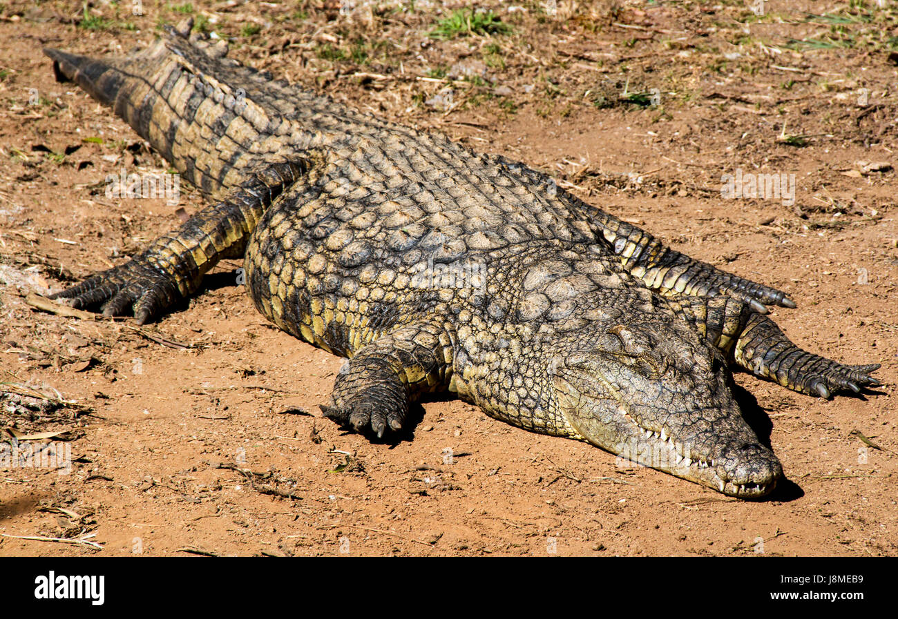 Sinsgle colorato e modellato a trama coccodrillo adulto crogiolarsi sotto il calore del sole Foto Stock