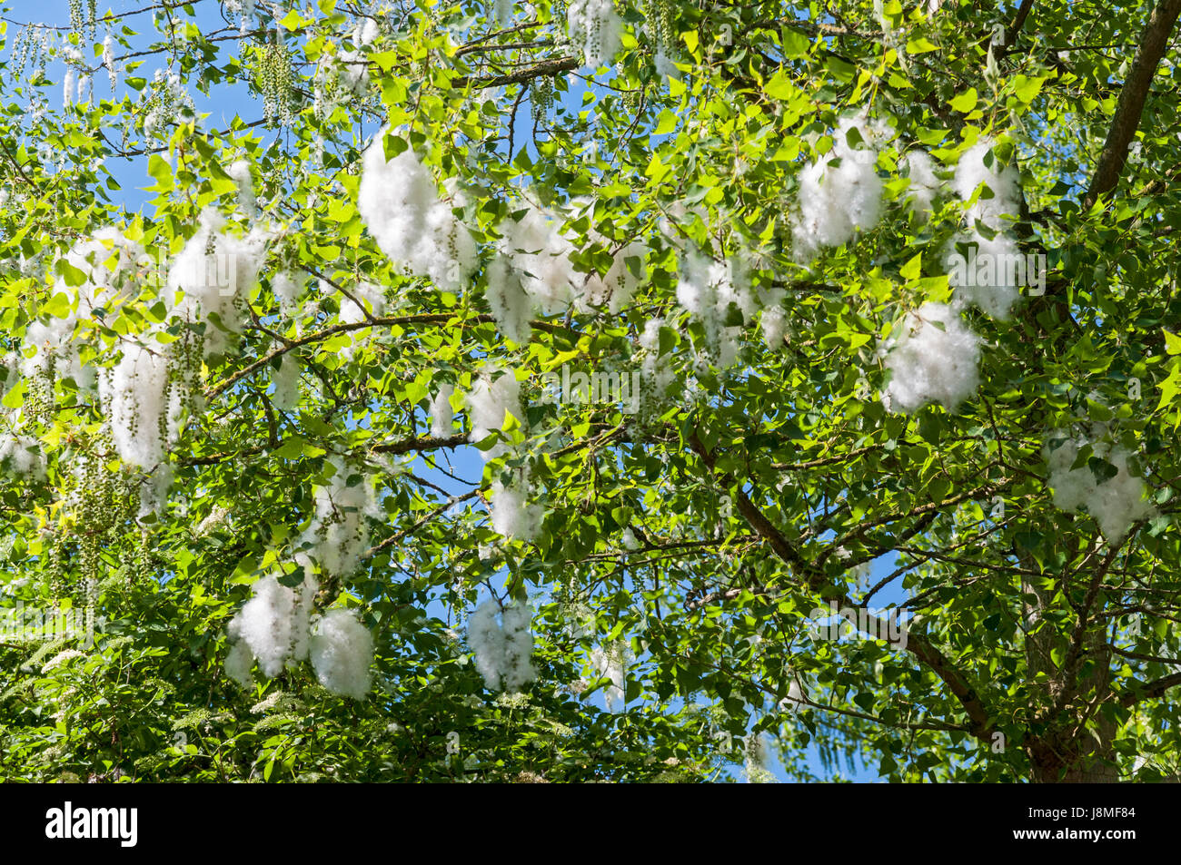Poplar tree pollen immagini e fotografie stock ad alta risoluzione - Alamy