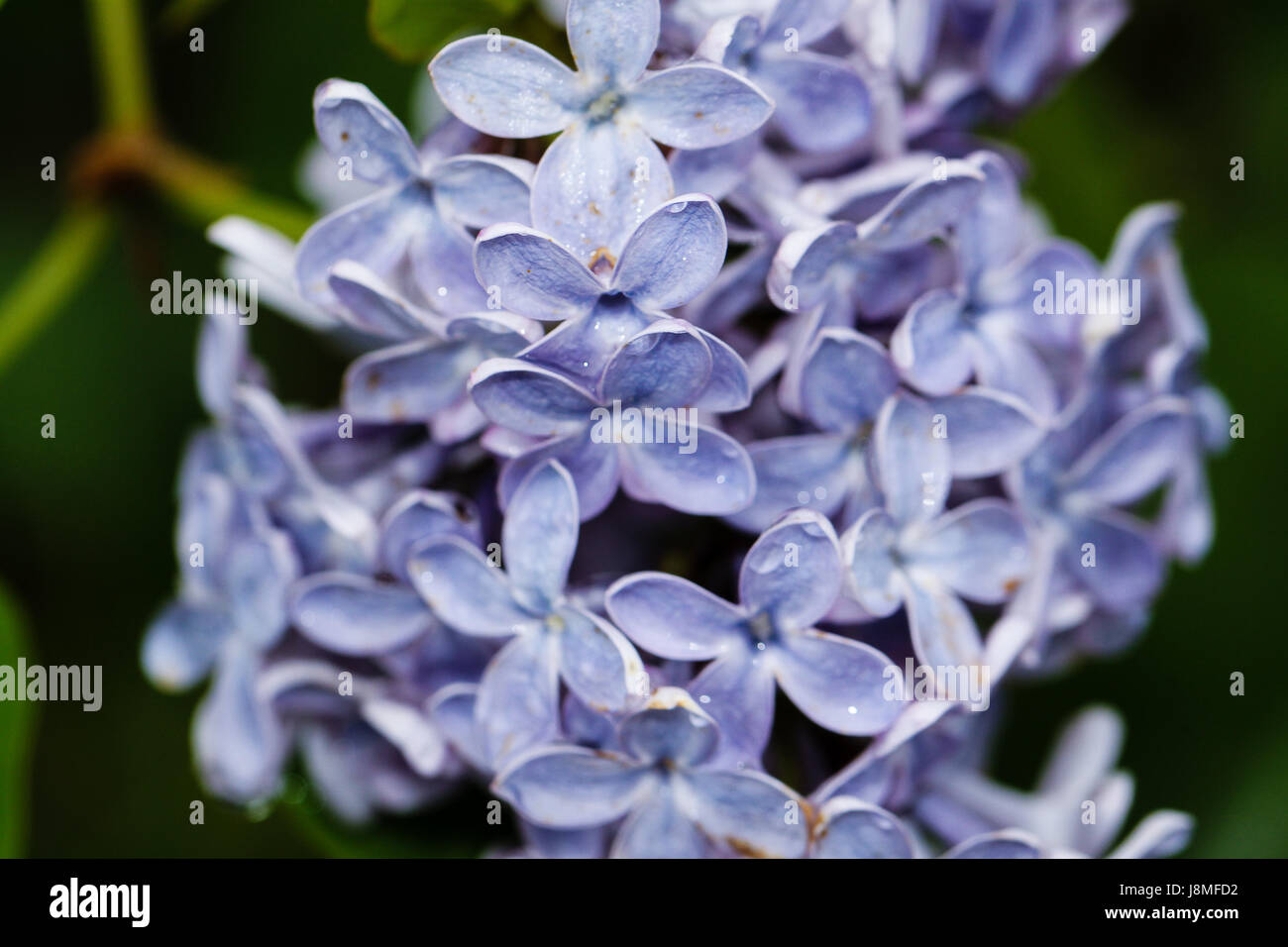 Syringa vulgaris, primo piano. Blu pallido varietà di lilla. Petali ceroso assomigliano porcellane quando bagnato dalla pioggia. Foto Stock