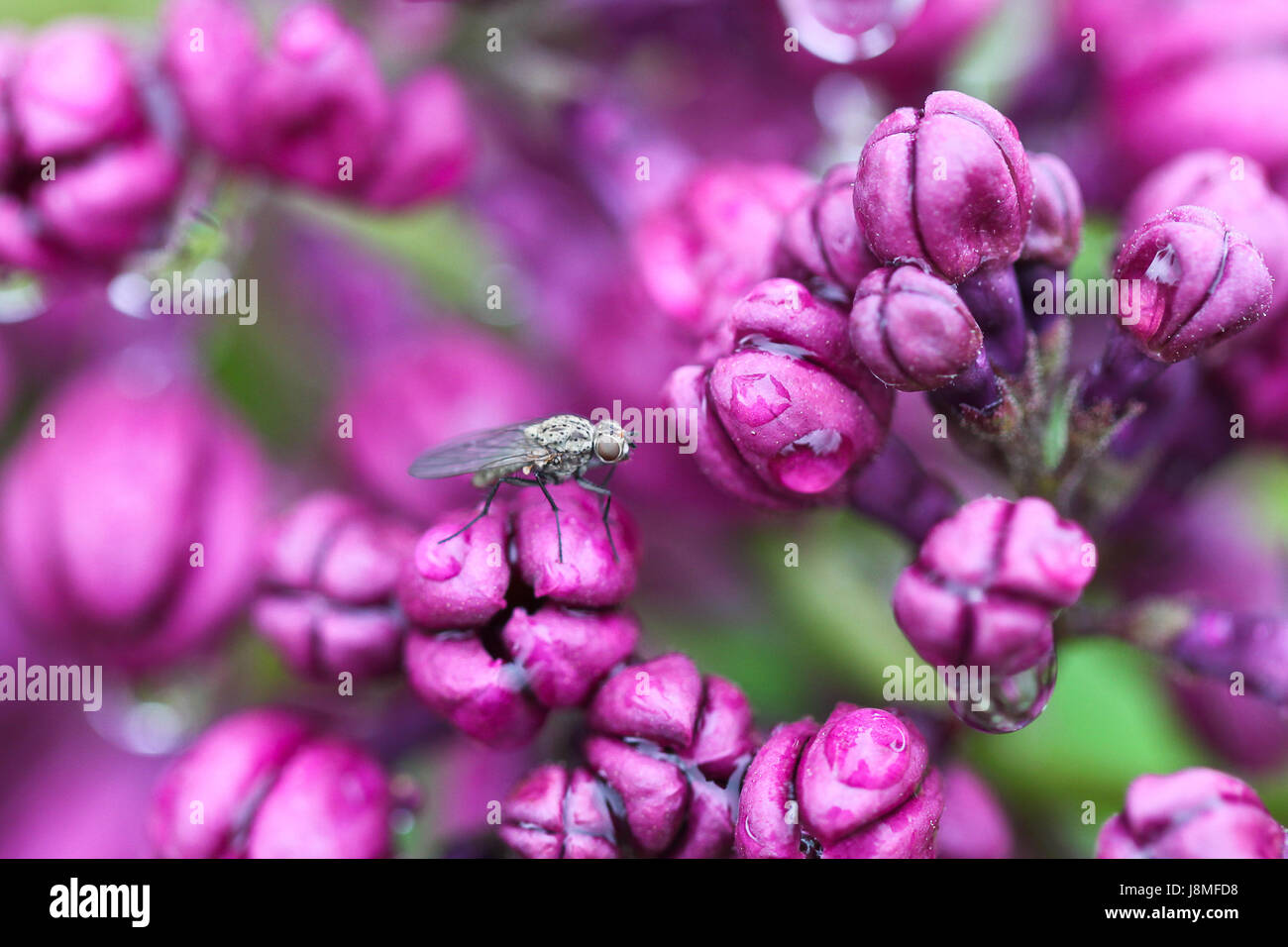 Syringa vulgaris e varietale. Warkworth Lilac Festival. Primo piano della viola ametista lilla boccioli di fiori, dopo la pioggia con un piccolo grigio volare nel telaio. Foto Stock
