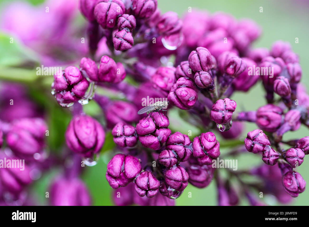 Syringa vulgaris e varietale. Warkworth Lilac Festival. Primo piano della viola ametista lilla boccioli di fiori dopo la pioggia con un piccolo grigio volare nel telaio. Foto Stock