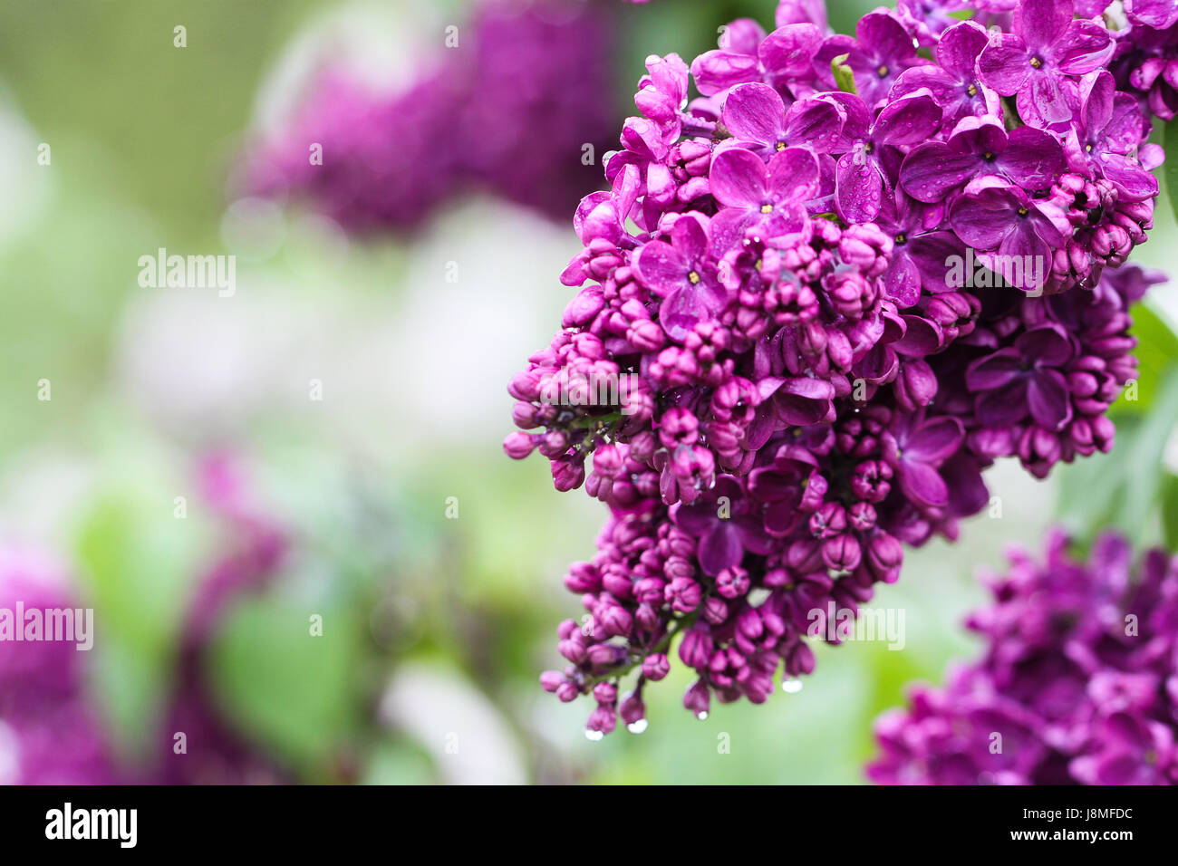 Syringa vulgaris e varietale. Warkworth Lilac Festival. Primo piano della viola ametista lilla boccioli di fiori dopo la pioggia. Foto Stock