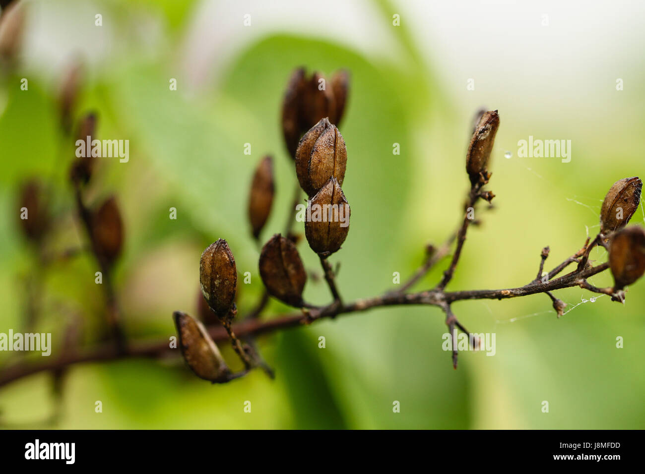 Syringa vulgaris. Varietale lilla. Vista dettagliata del marrone, appuntito seme ovale baccello su una boccola di lilla, poco dopo una tempesta di pioggia . Foto Stock