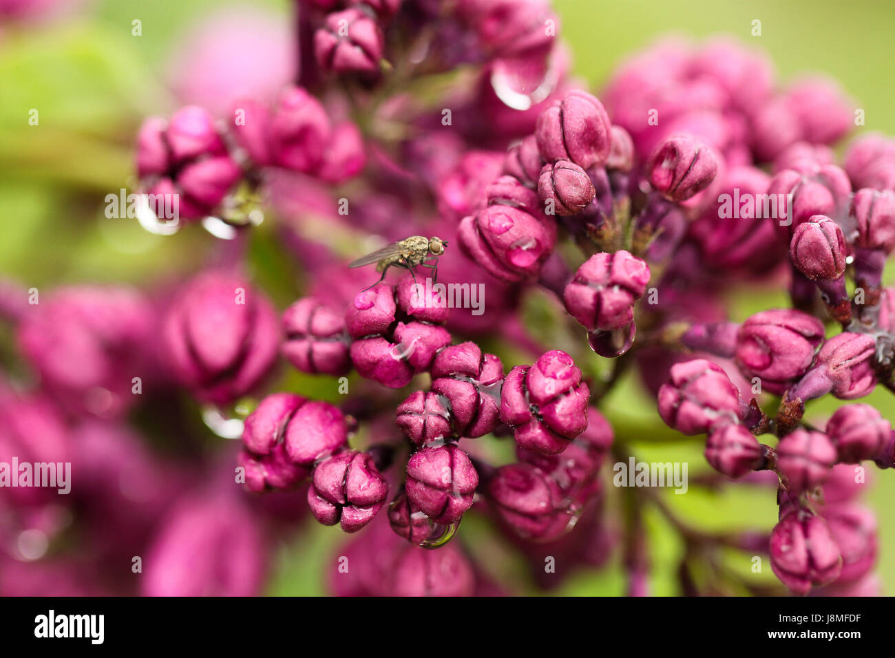 Syringa vulgaris e varietale. Warkworth Lilac Festival. Primo piano di colore rosa-viola lilla boccioli di fiori dopo la pioggia con un piccolo grigio volare nel telaio. Foto Stock