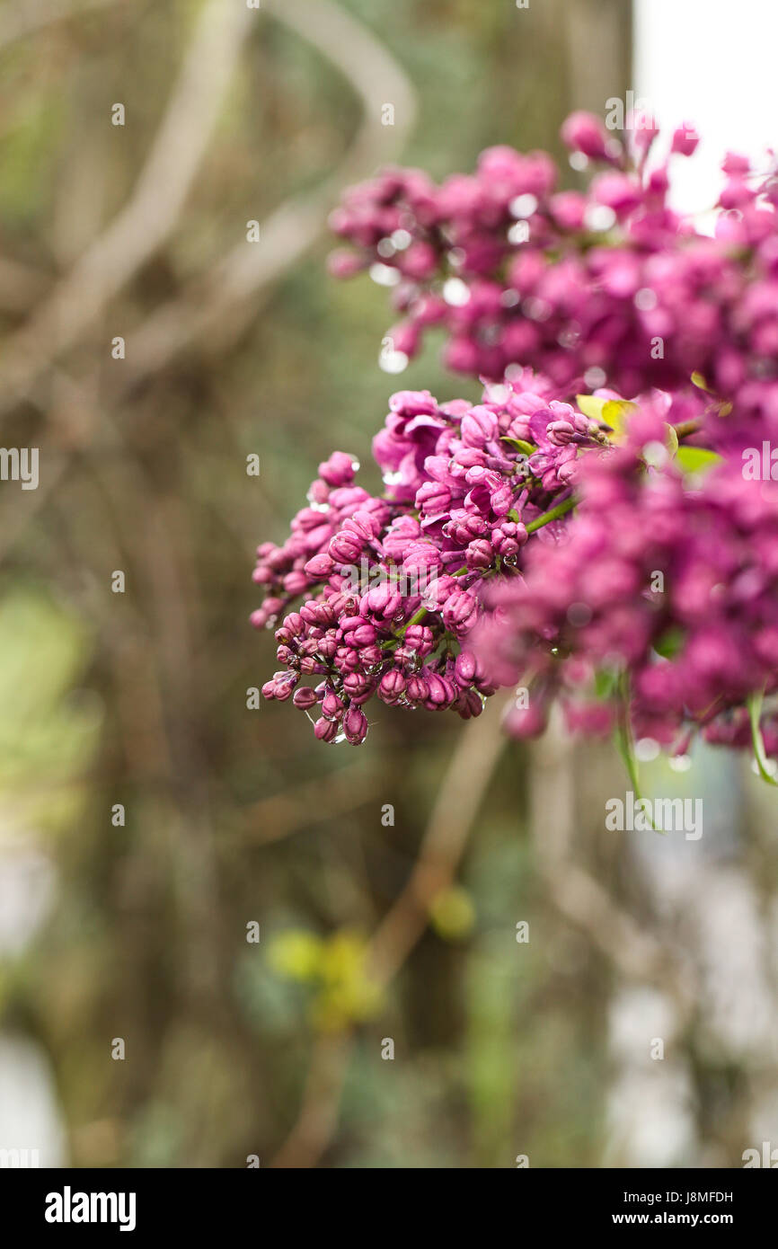 Syringa vulgaris. Foto Stock