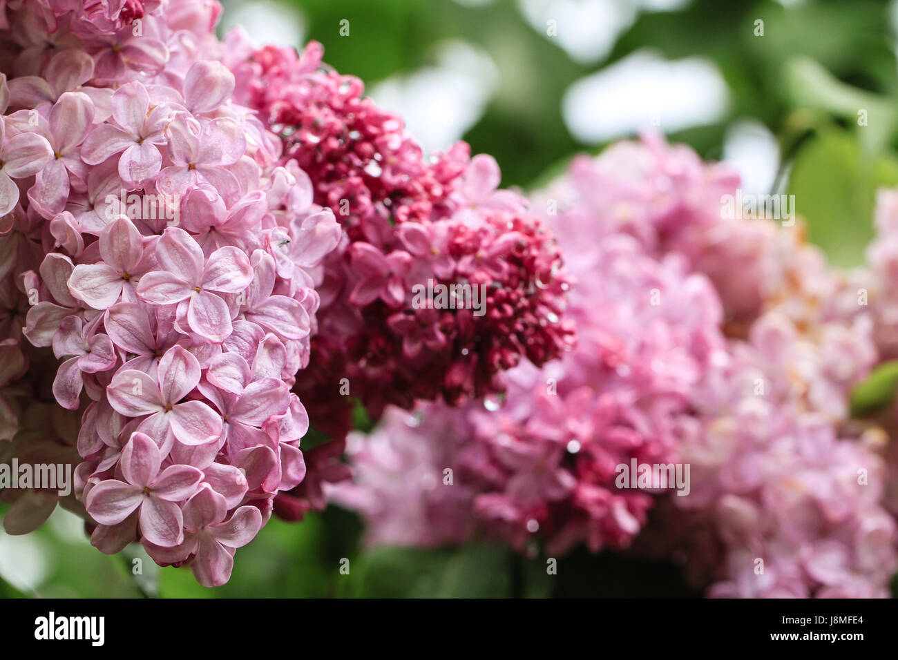 Syringa vulgaris. Foto Stock