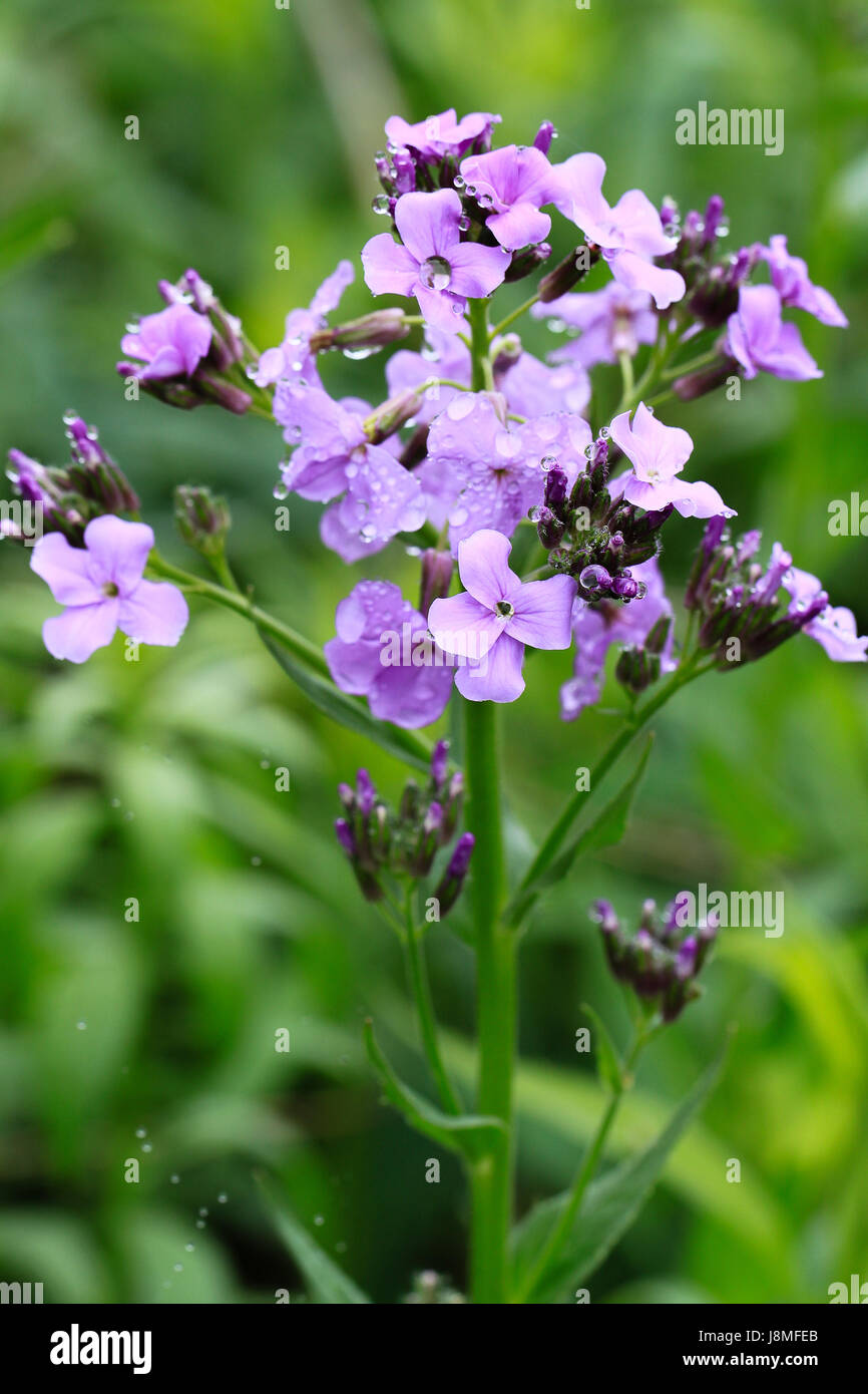 Hesperis matronalis. Primo piano di Dame's-razzo su un sentiero rurale. Viola chiaro fiori e petali simili in cerca di phlox. Foto Stock