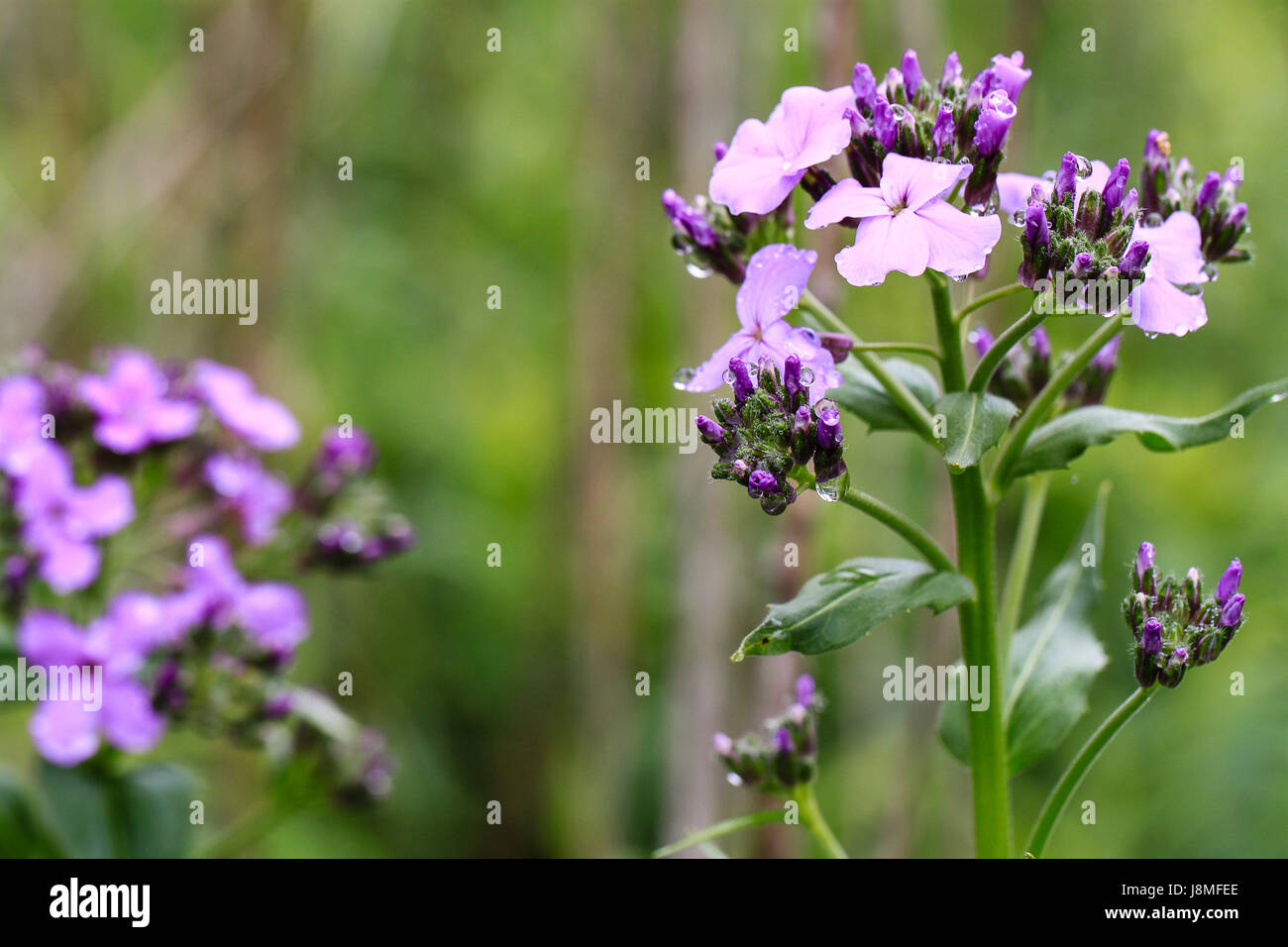 Hesperis matronalis. Primo piano di Dame's-razzo su un sentiero rurale. Viola chiaro fiori e petali simili in cerca di phlox. Foto Stock