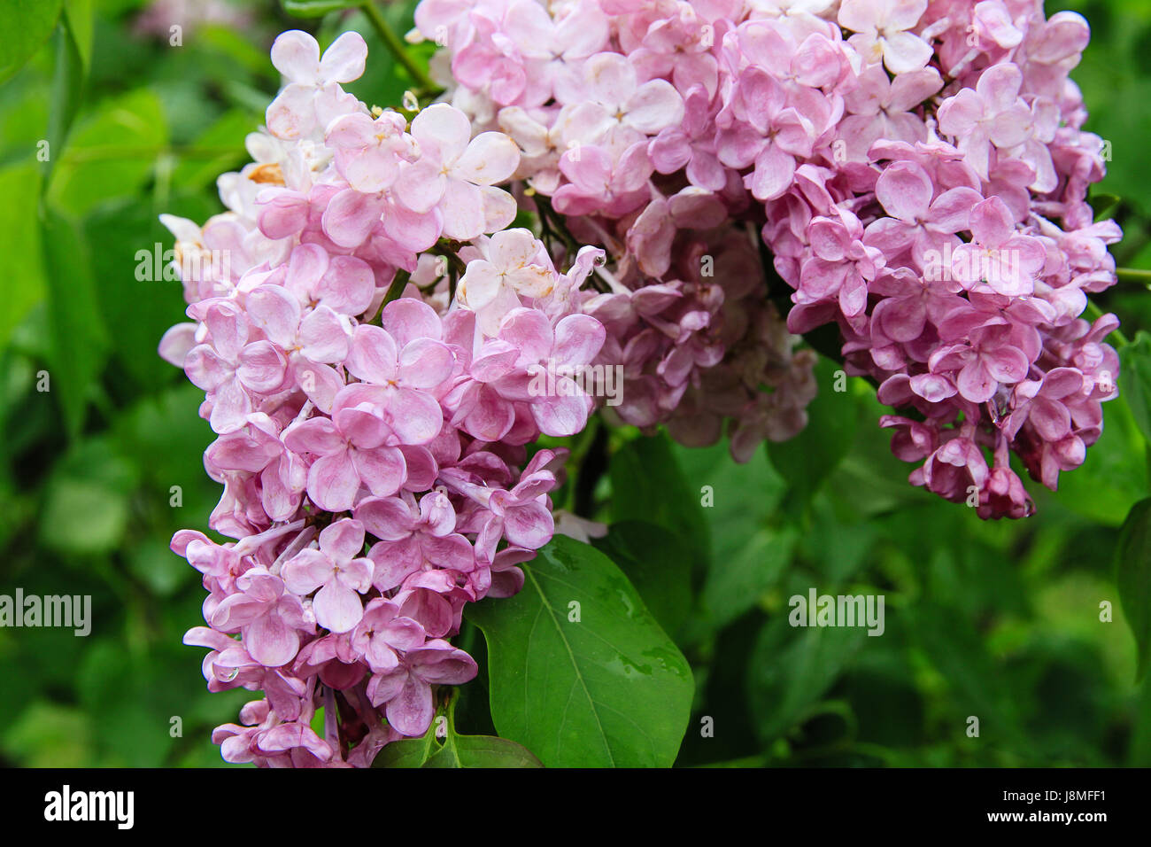 Syringa vulgaris e varietale. Warkworth Lilac Festival. Incredibile grandi fioriture rosa in cluster ad alta densità su un arbusto di lilla. Foto Stock