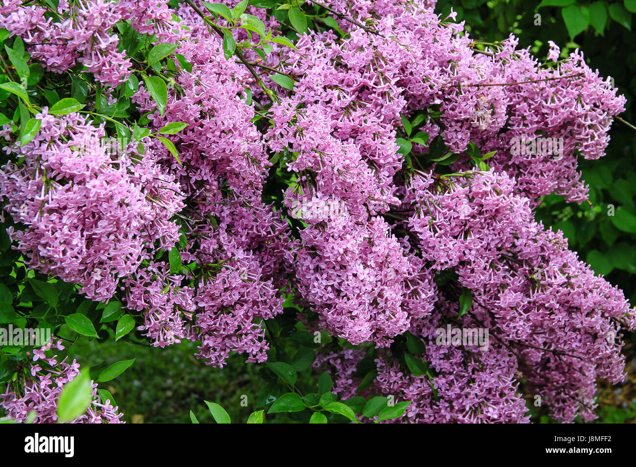Syringa vulgaris. Varietale lilla. Warkworth Lilac Festival. Abbondante fioritura lilla pallido con fiori viola. Foto Stock