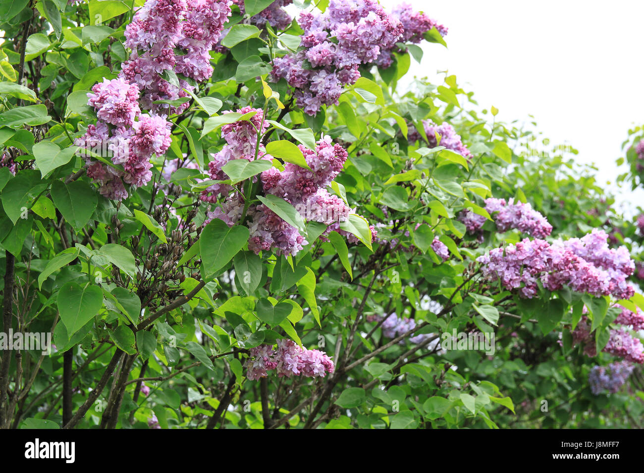 Syringa vulgaris. Foto Stock