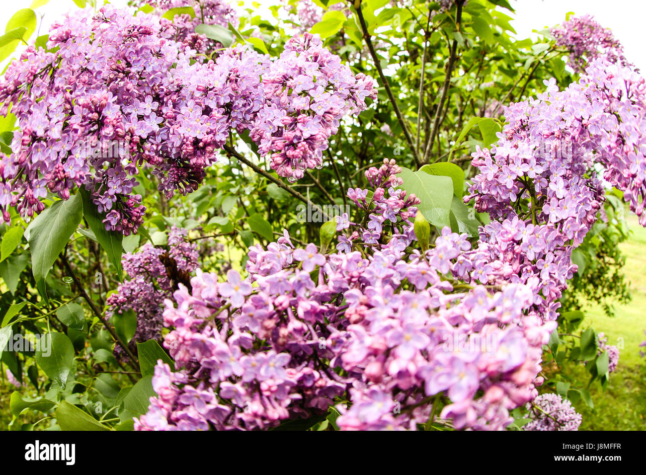 Syringa vulgaris, Foto Stock