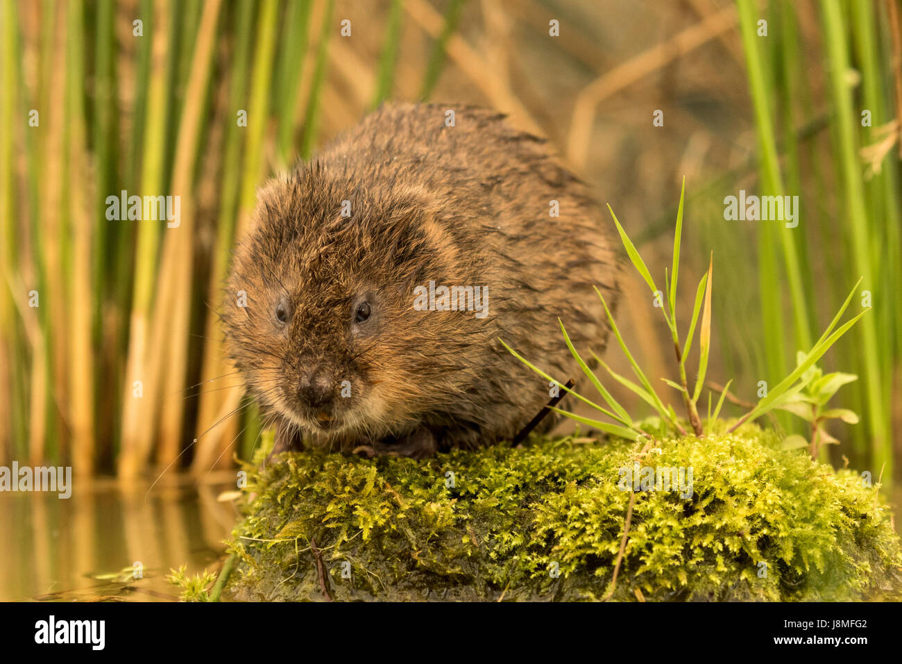 Arvicola anfibia, ((formerly Arvicola terrestris), europeo o acqua settentrionale vole Foto Stock