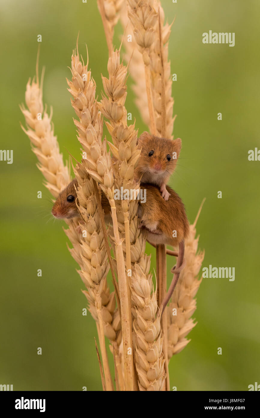 Due topi raccolto, (Micromys minutus), nel frumento Foto Stock