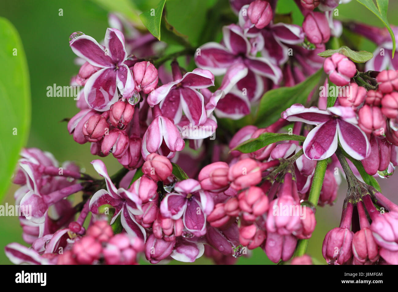 Syringa vulgaris, Foto Stock