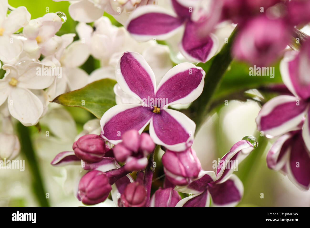S. vulgaris. Fiori lilla. Primo piano della sensazione del varietale bicolor Deep Purple petali con bordi bianchi. Lo stesso impianto anche visualizzati petali bianco puro. Foto Stock