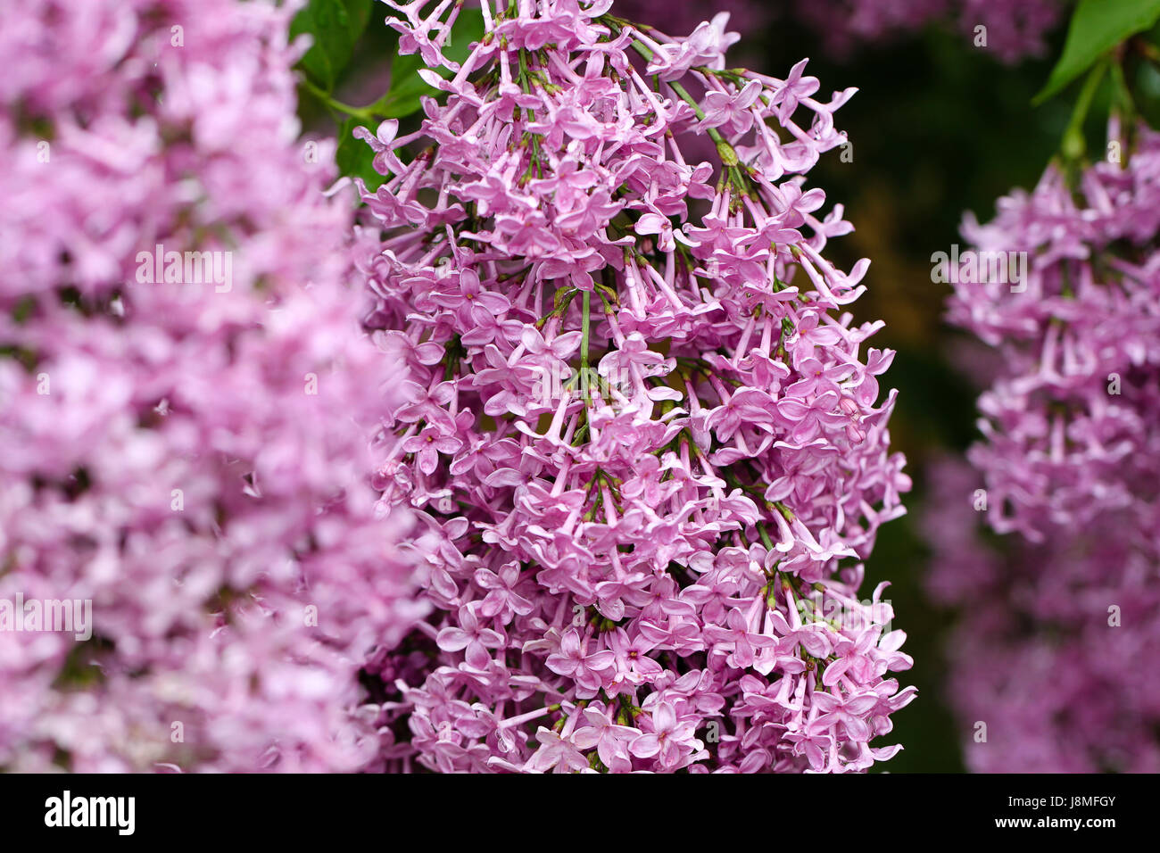 Syringa vulgaris. Varietale lilla. Warkworth Lilac Festival. Abbondante fioritura lilla pallido con fiori viola. Primo piano di una singola testa che scorre. Foto Stock