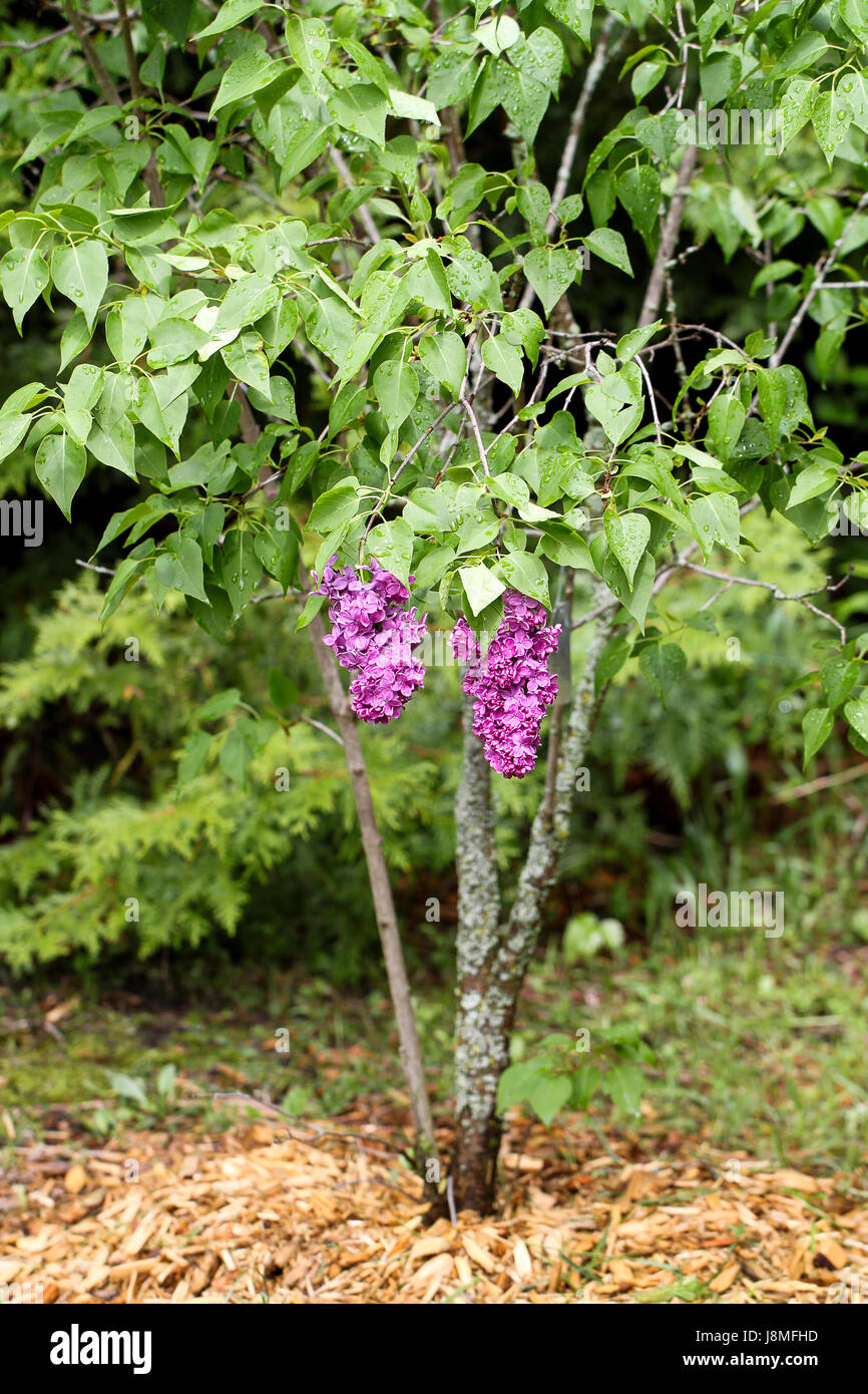 Syringa vulgaris. Varietale lilla. Giovani lilac bush con due grandi fioritura viola teste. Reminiscenza di un uva su un vitigno. Foto Stock