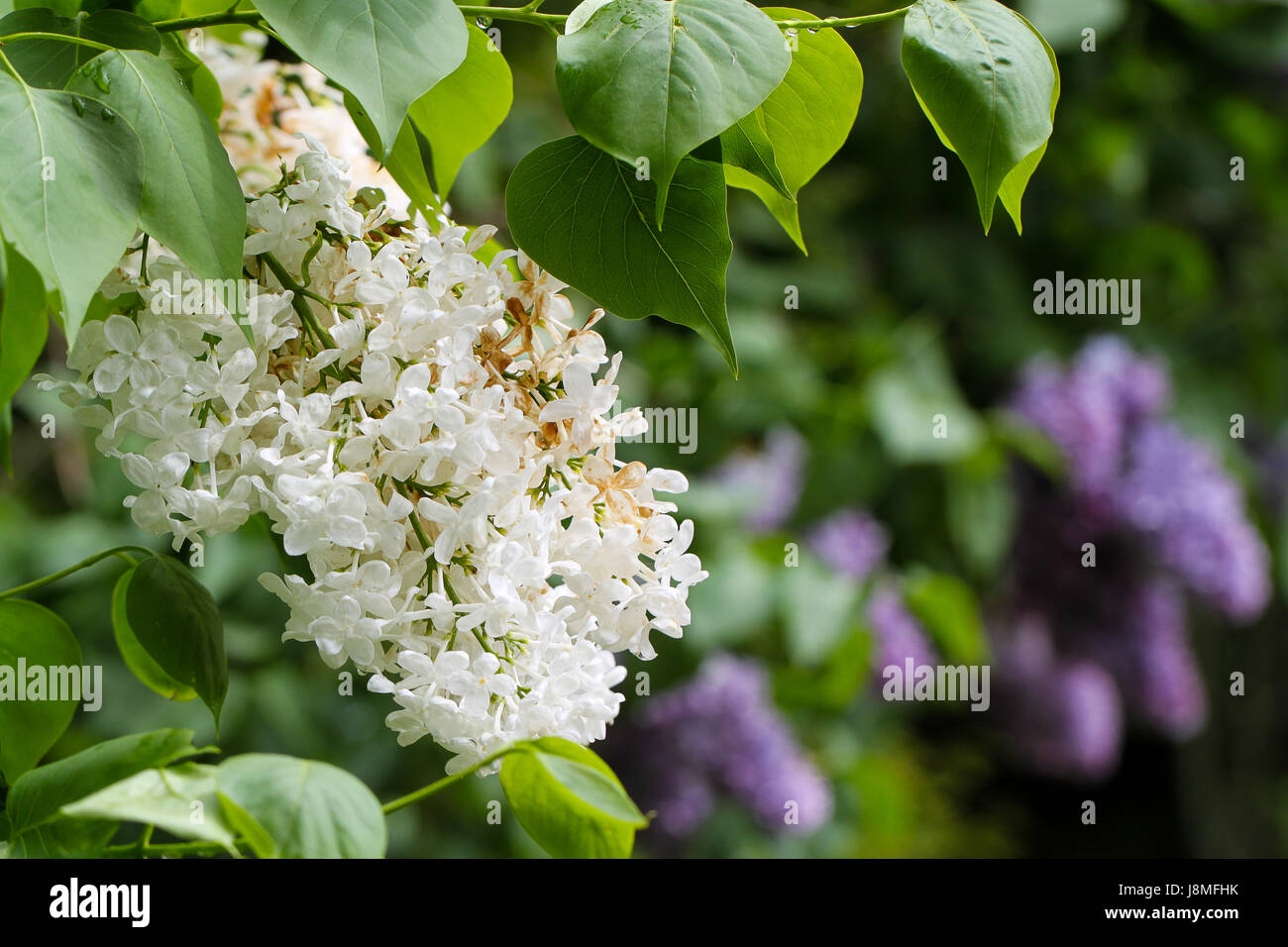 Syringa vulgaris. Foto Stock