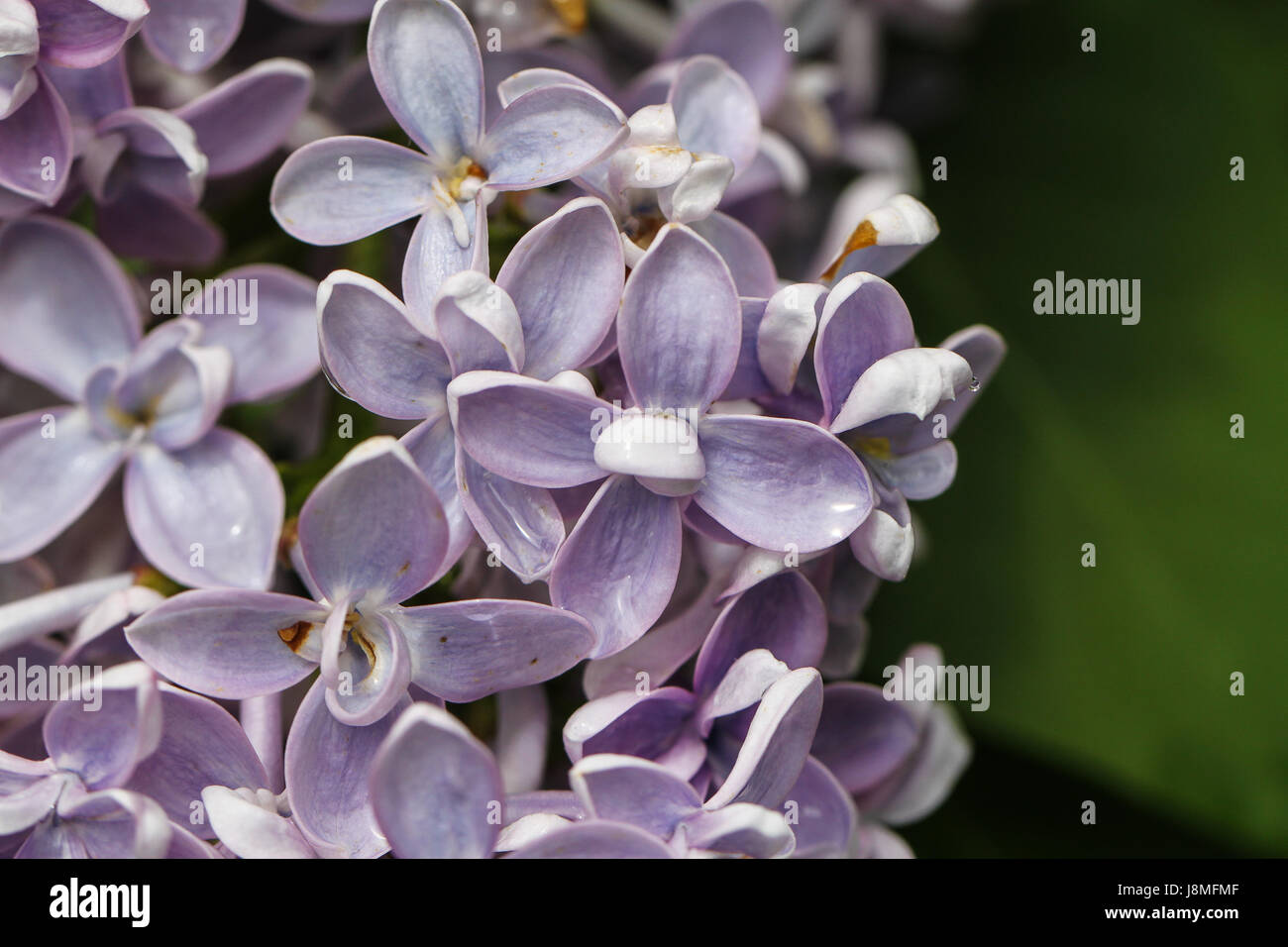 Syringa vulgaris, primo piano. Blu pallido varietà di lilla. Petali ceroso assomigliano porcellane quando bagnato dalla pioggia. Foto Stock