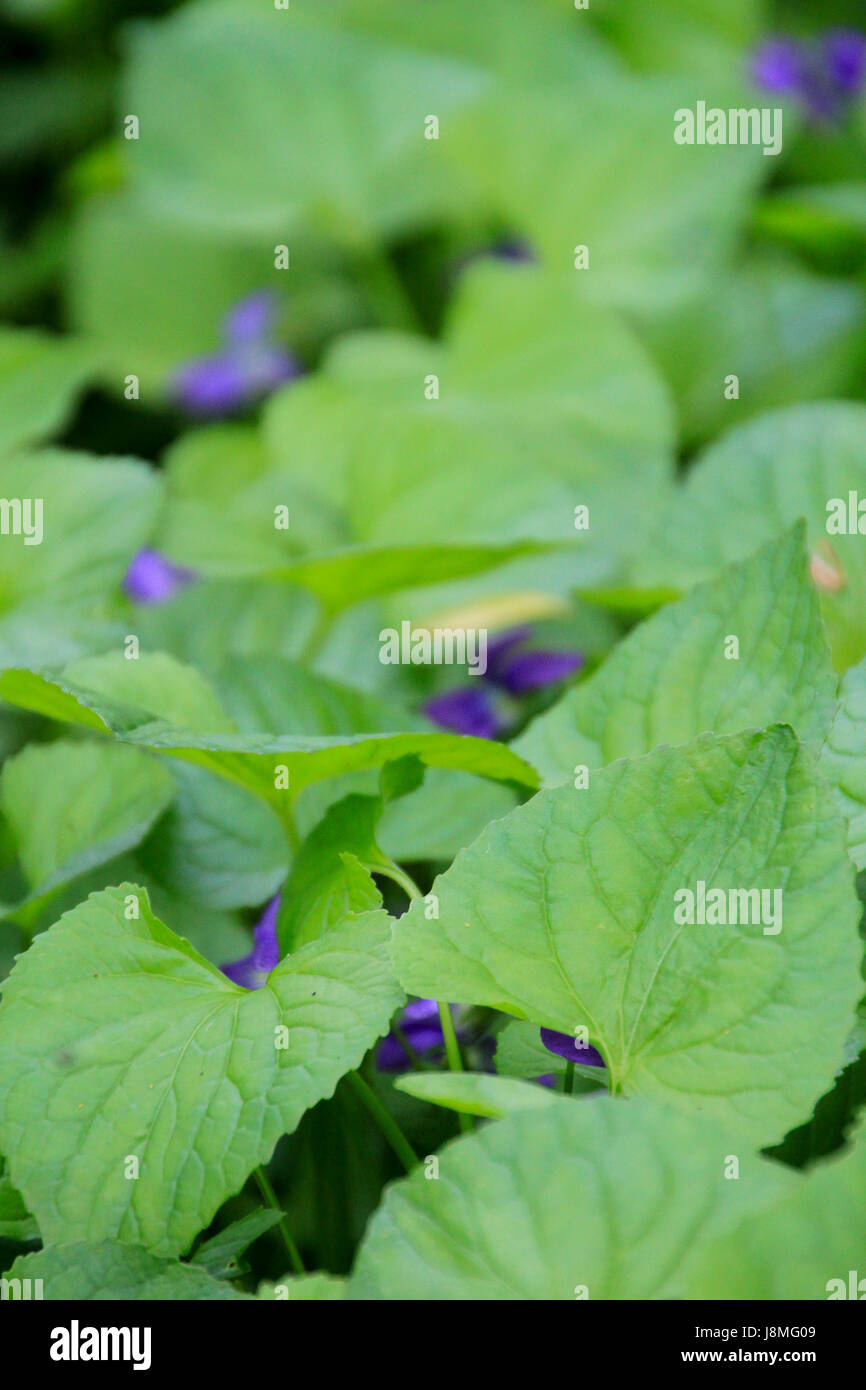 Viola selvatica. Il verde intenso con fiori viola questo basso giacente vegetale nativo favorisce un terreno bagnato lungo i corsi dei torrenti, fornendo una copertura per molti piccoli animali. Foto Stock