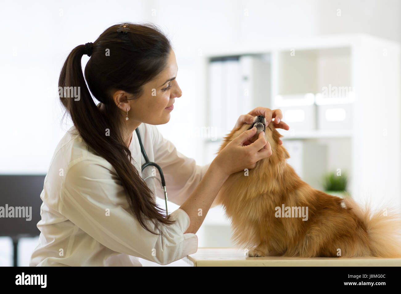 Veterinario femmina esaminando denti di Spitz Cane in clinica Foto Stock