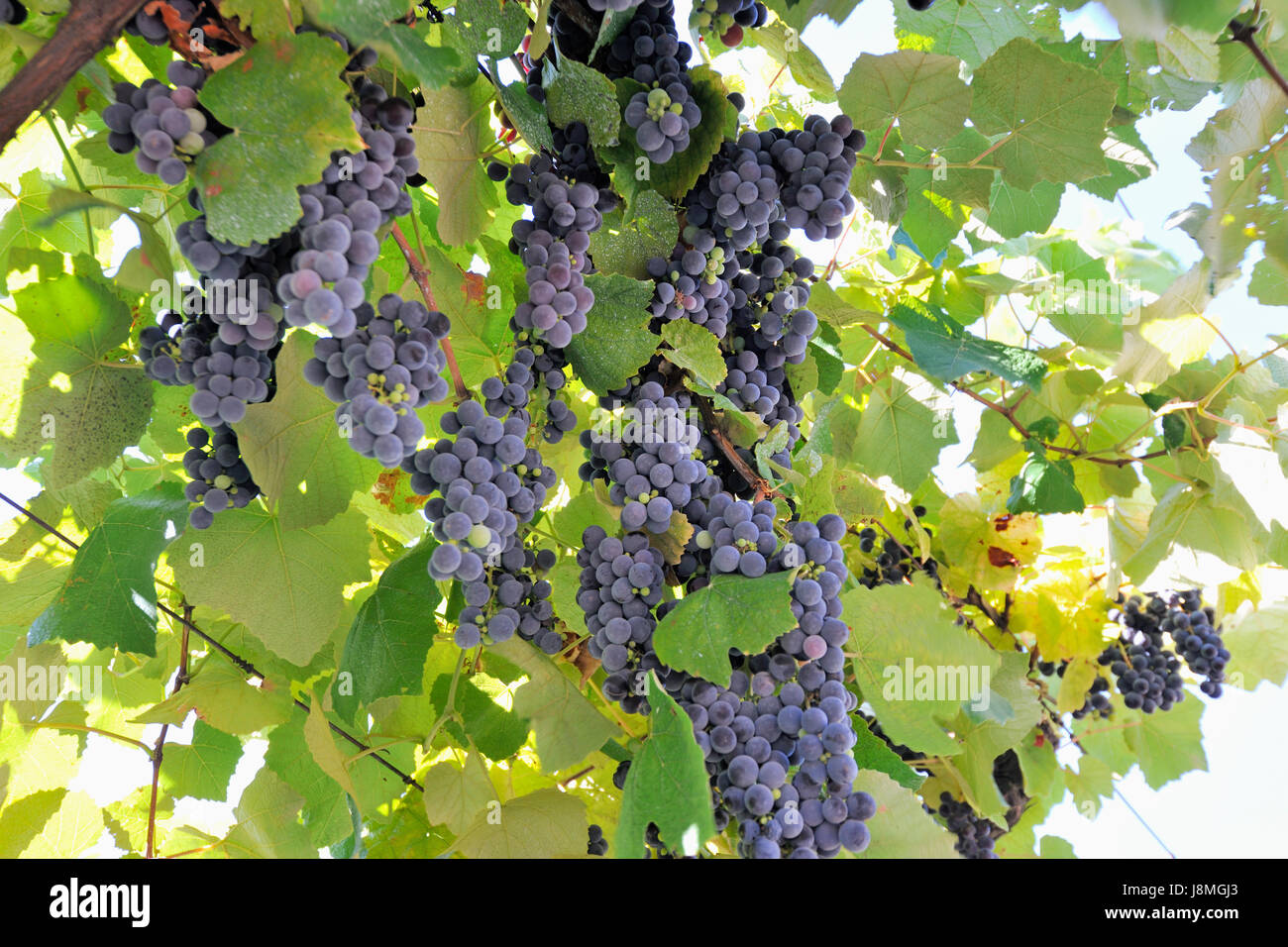 Le uve per la produzione del vino verde (Vinho Verde), una sorta di leggermente frizzante vino. Cinfaes do Douro, regione del Douro. Portogallo Foto Stock
