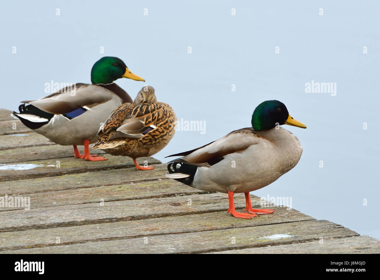 Anatra selvatica (Anas platyrhynchos). Laguna di Mira, Portogallo Foto Stock