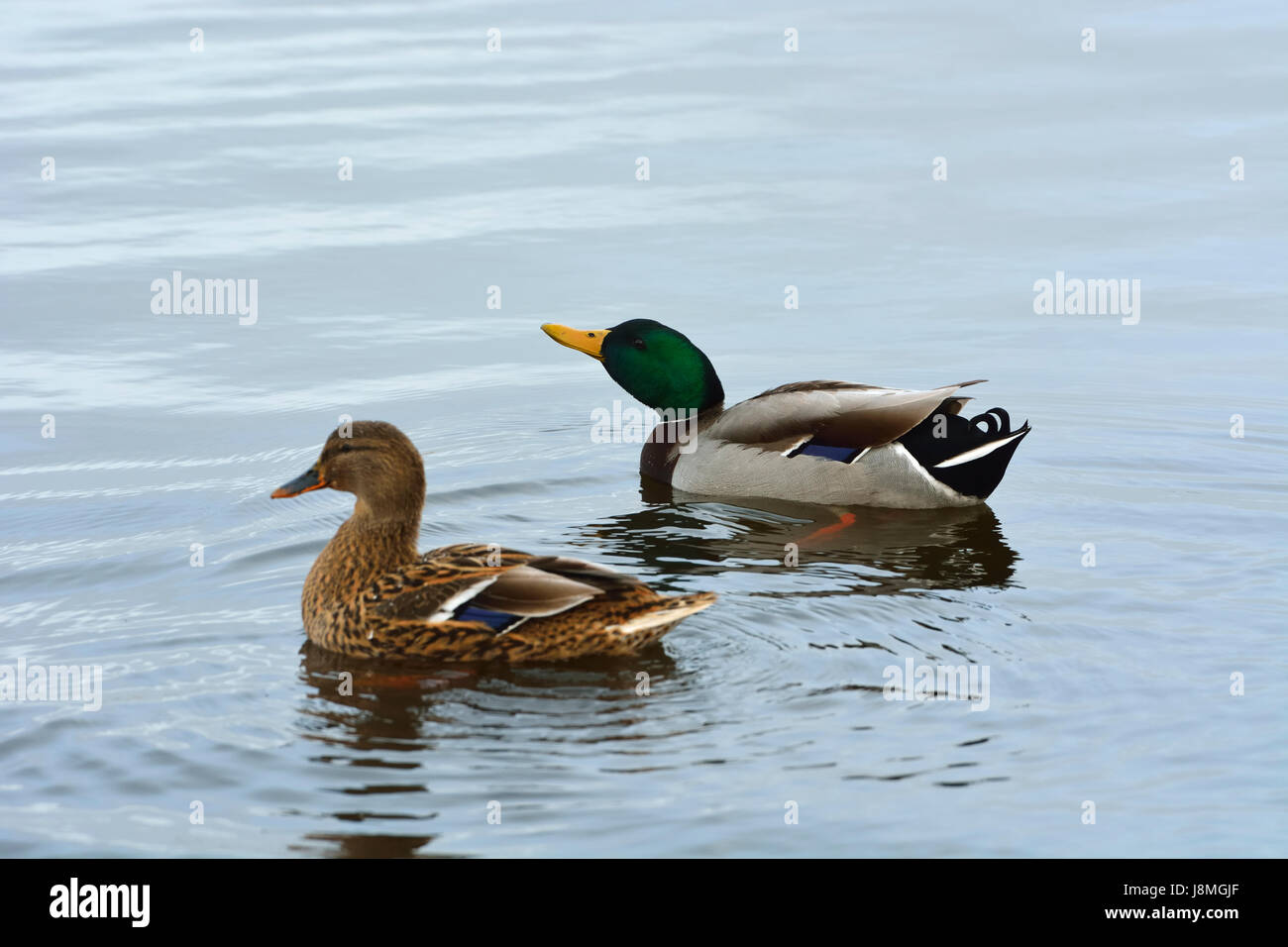 Un paio di anatre selvatiche (Anas platyrhynchos). Laguna di Mira, Portogallo Foto Stock