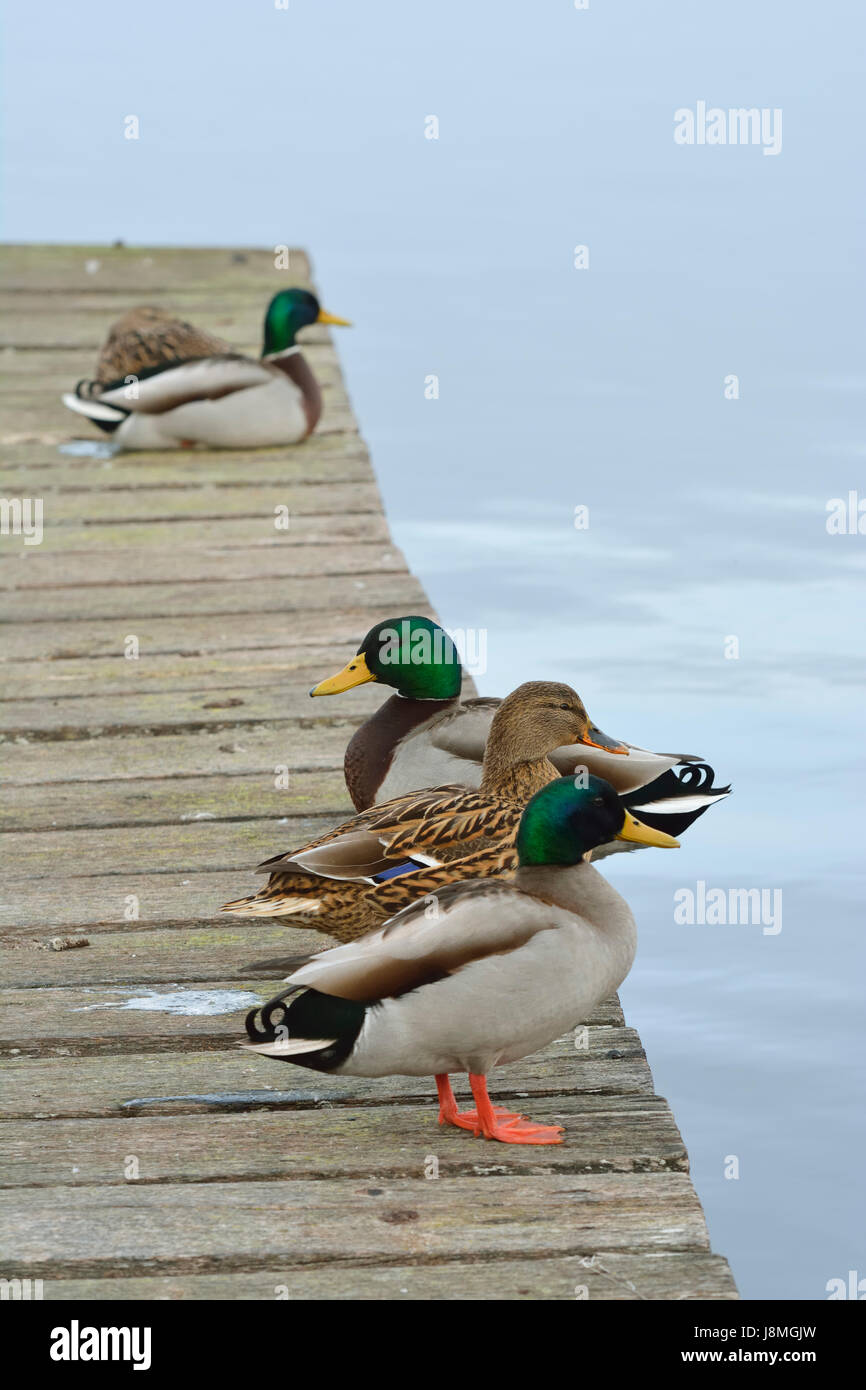 Anatra selvatica (Anas platyrhynchos). Laguna di Mira, Portogallo Foto Stock