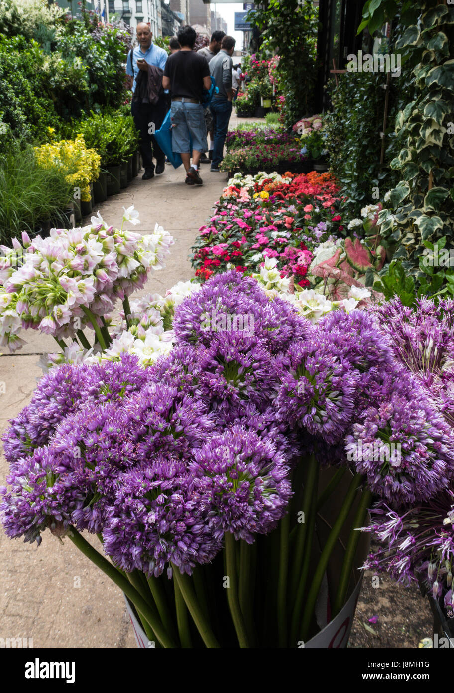 Flower District, W. 28th Street, New York, Stati Uniti d'America Foto Stock
