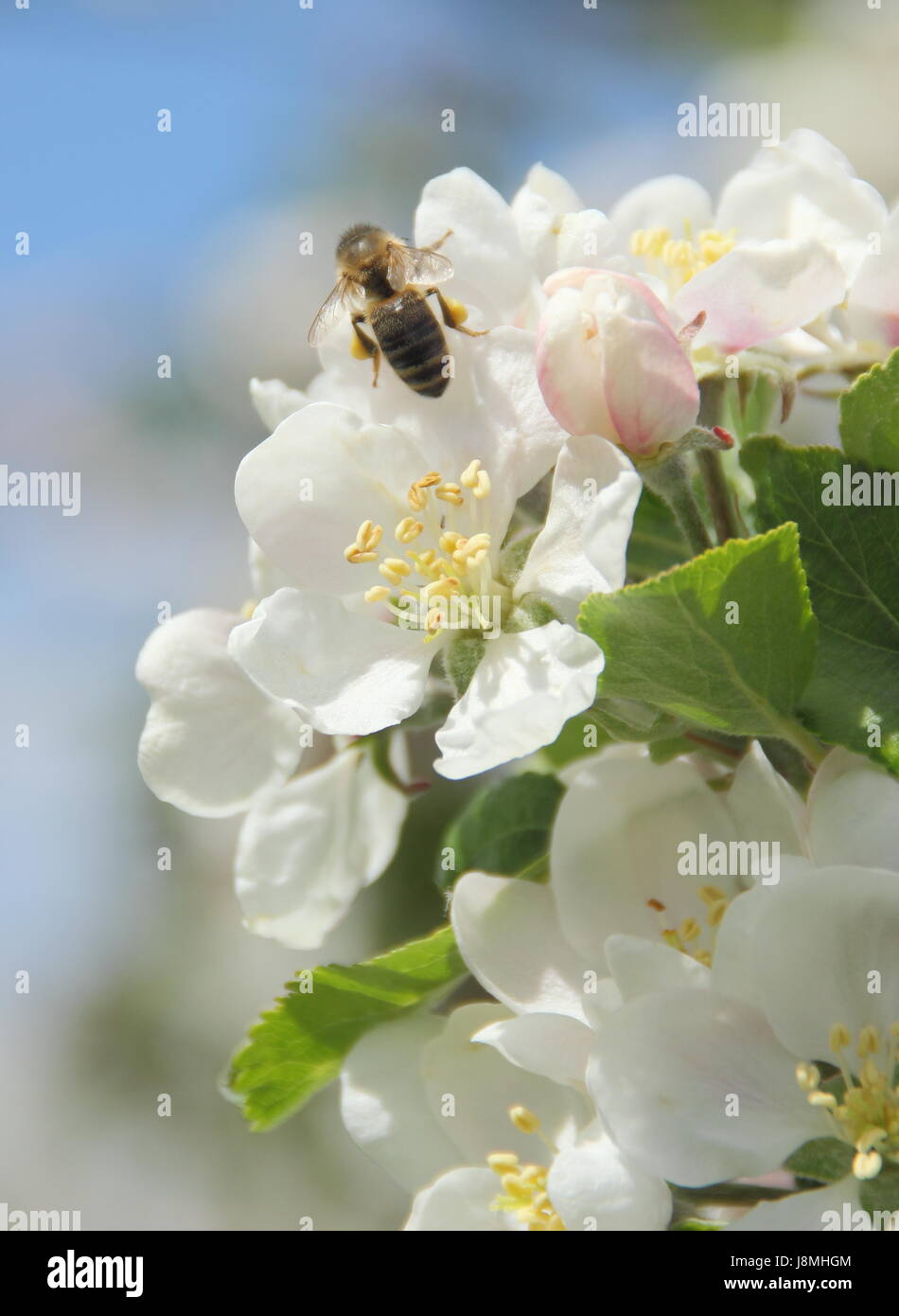Il miele delle api (Apis mellifera) lo sbarco su malus domestica 'scoperta' Apple Blossom in un frutteto in inglese su una soleggiata giornata di primavera, England, Regno Unito Foto Stock