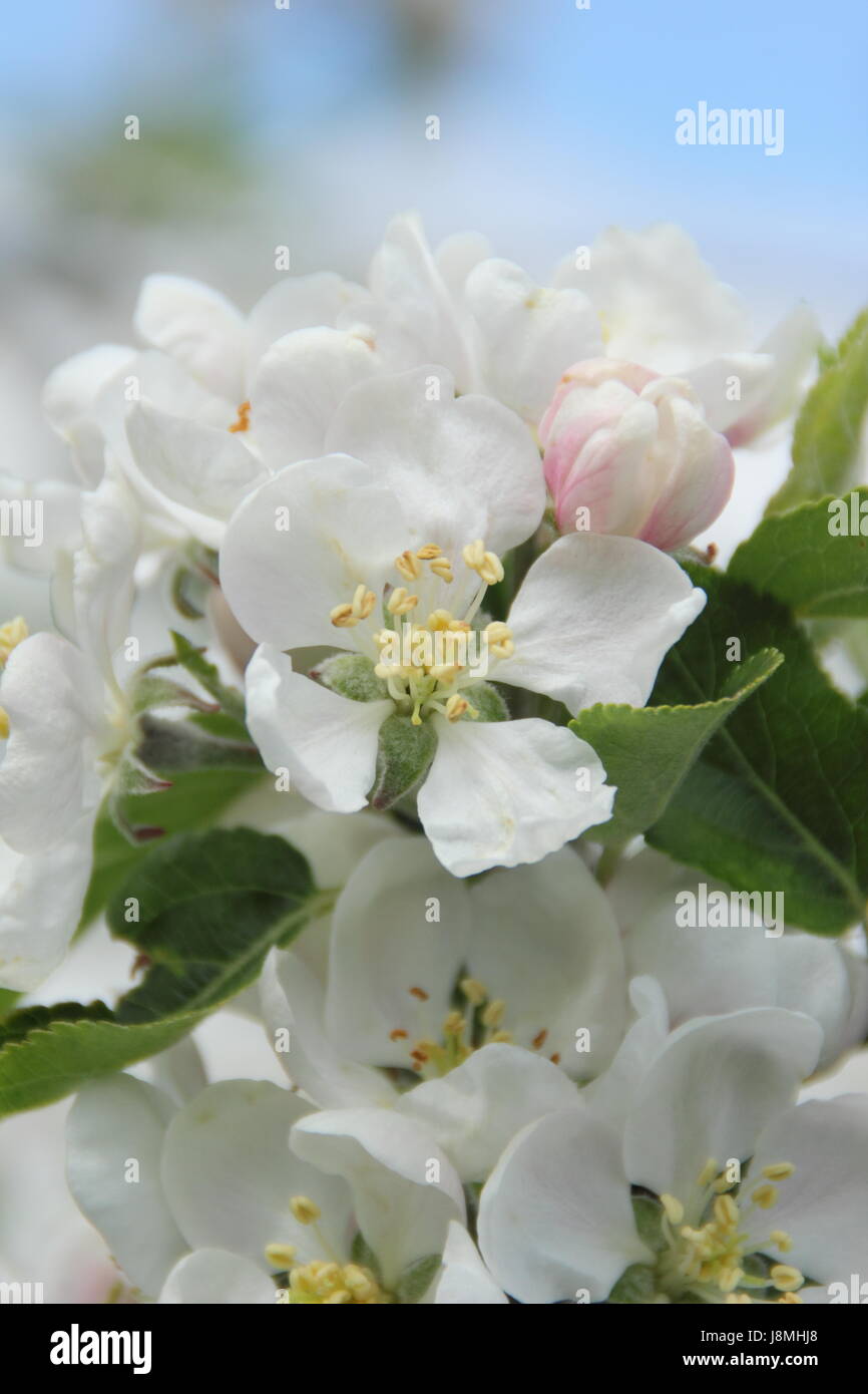 Malus domestica 'scoperta' Apple Blossom tree in un frutteto in inglese su una soleggiata giornata di primavera, England, Regno Unito Foto Stock