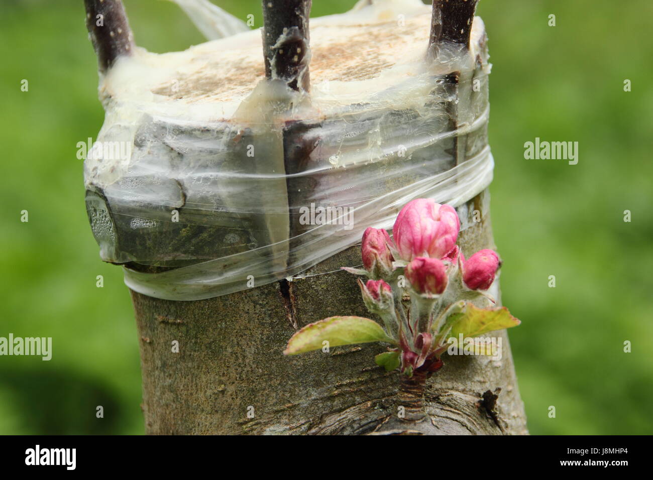 Innestati melo utilizzando la scorza di "grafting" tecnica nel patrimonio Inglese orchard - Maggio Foto Stock