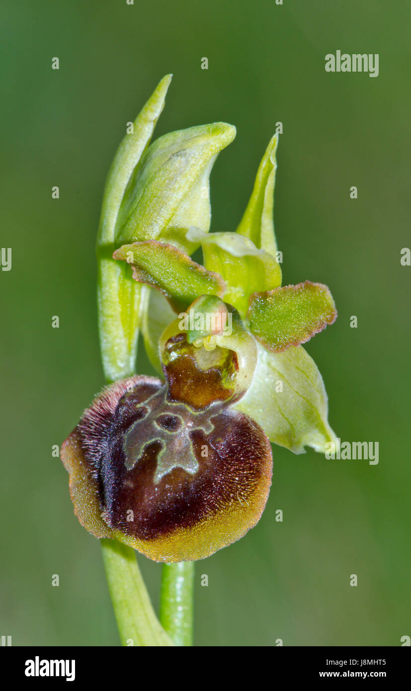 Fiore con specchio o Speculum - Early Spider Orchid (Ophrys sphegodes). Sussex, Regno Unito Foto Stock