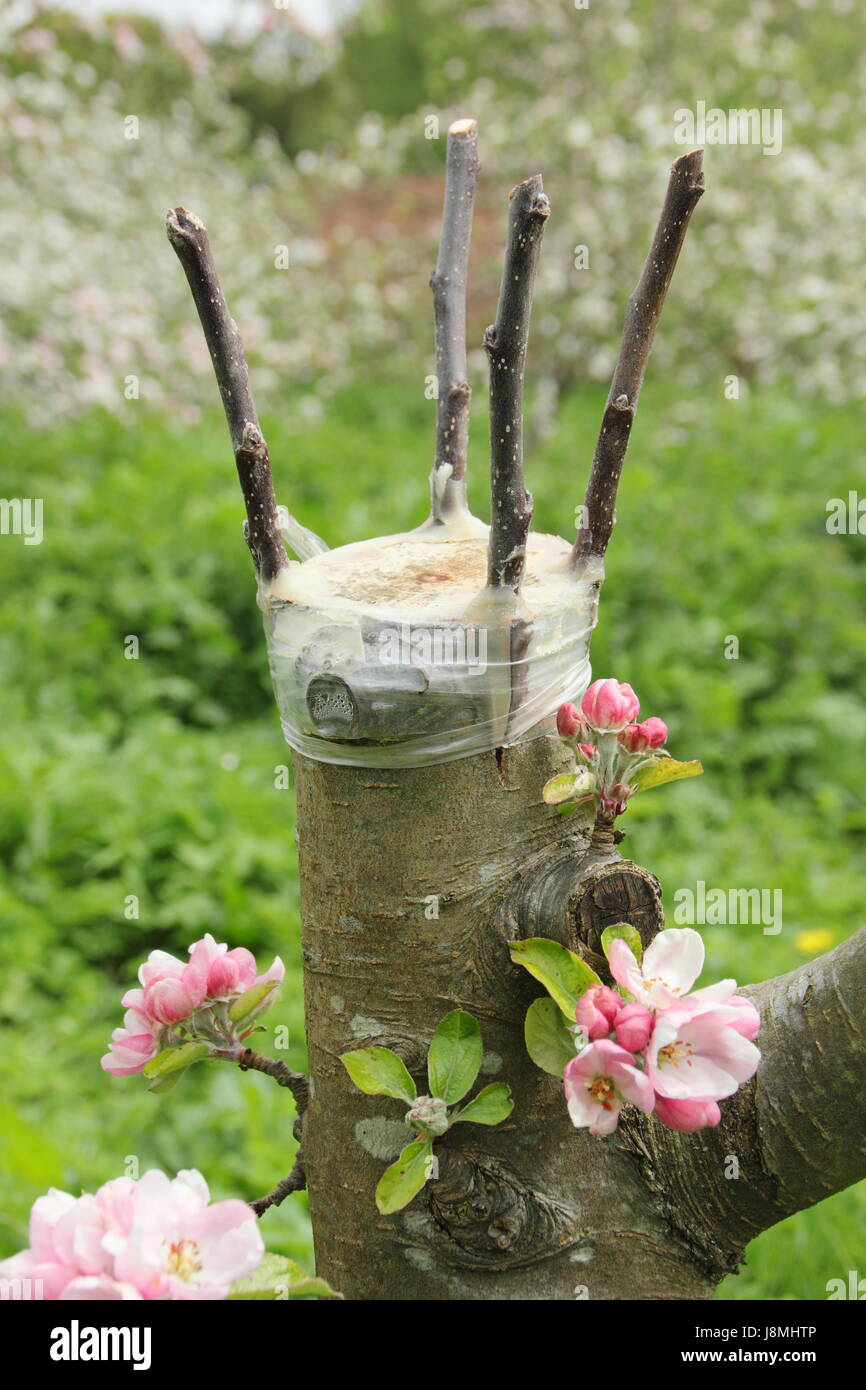 Innestati melo utilizzando la scorza di "grafting" tecnica nel patrimonio Inglese orchard - Maggio Foto Stock
