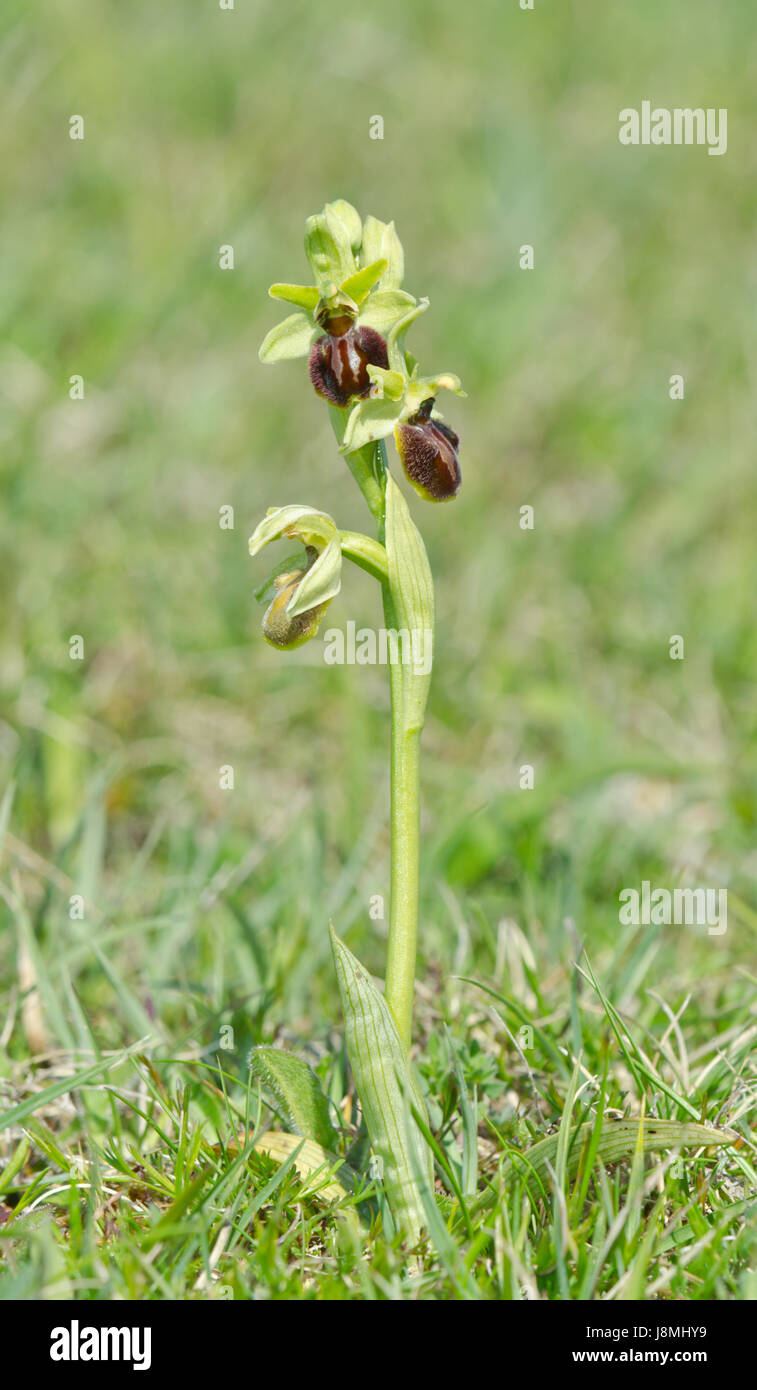 Inizio Spider Orchid Spike (Ophrys sphegodes) nel Sussex, Regno Unito Foto Stock