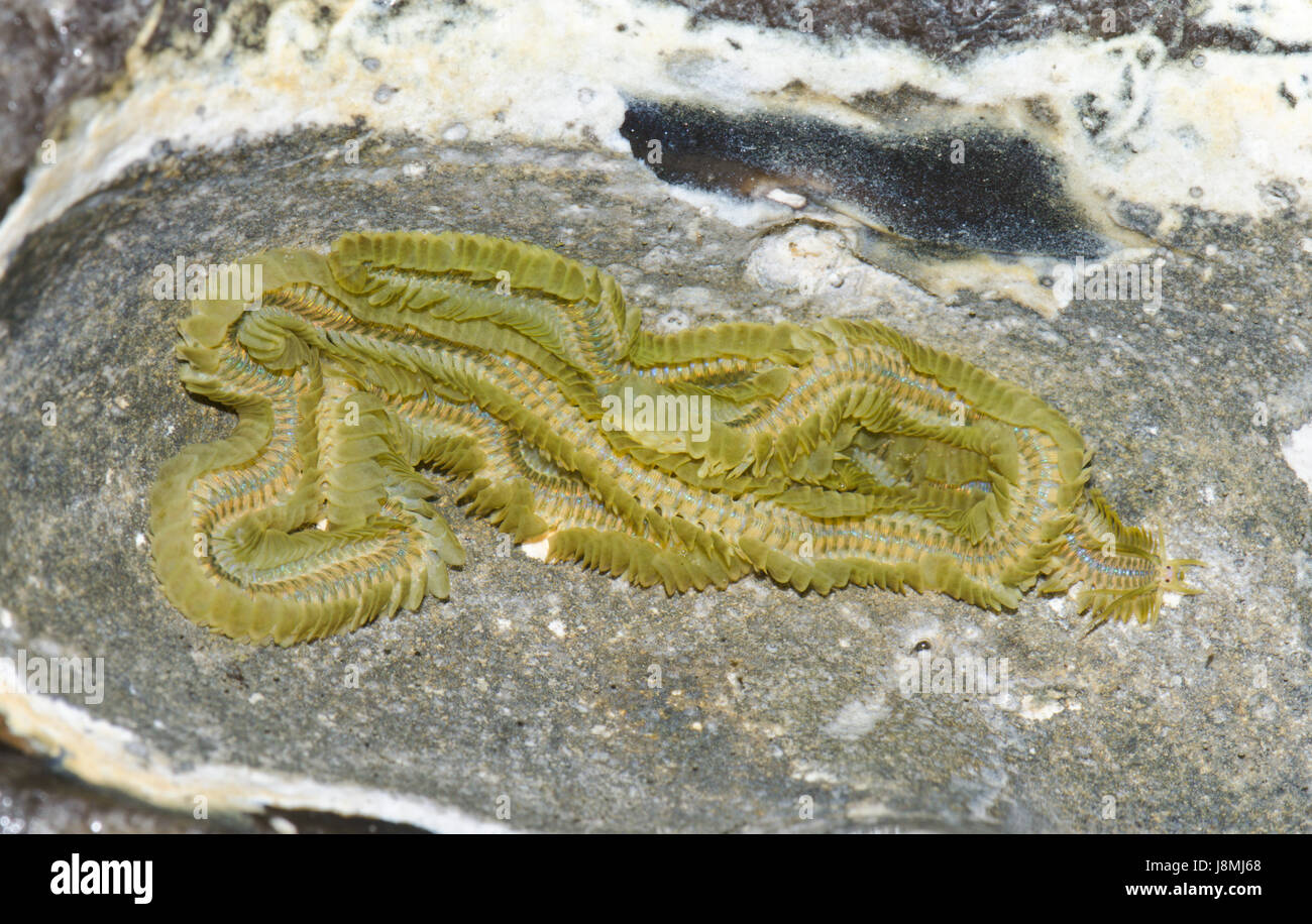 Un verde Paddleworm (Phyllodoce lamelligera), marine polychaete sotto una roccia con la bassa marea, sussex, Regno Unito Foto Stock