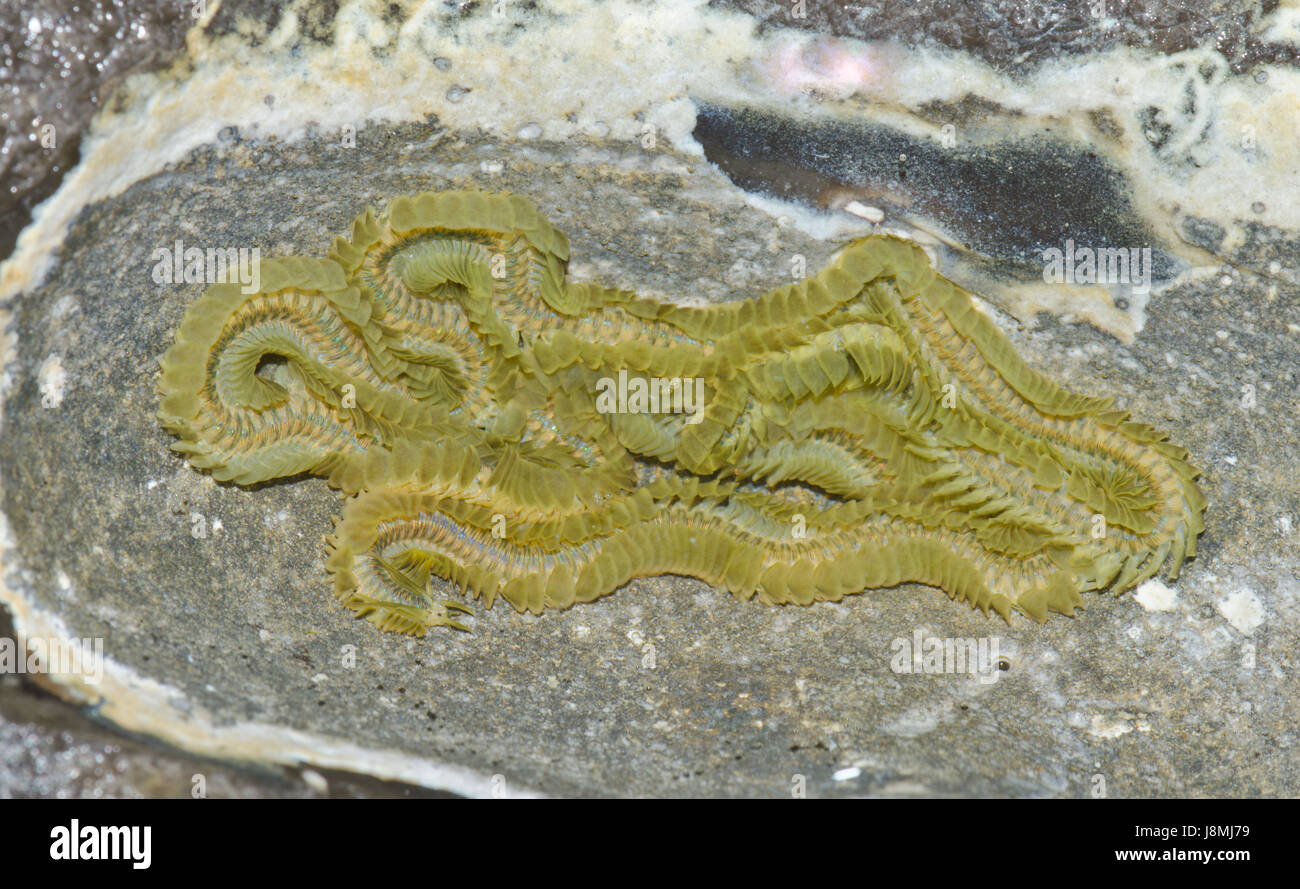 Verde (Paddleworm Phyllodoce lamelligera) Foto Stock