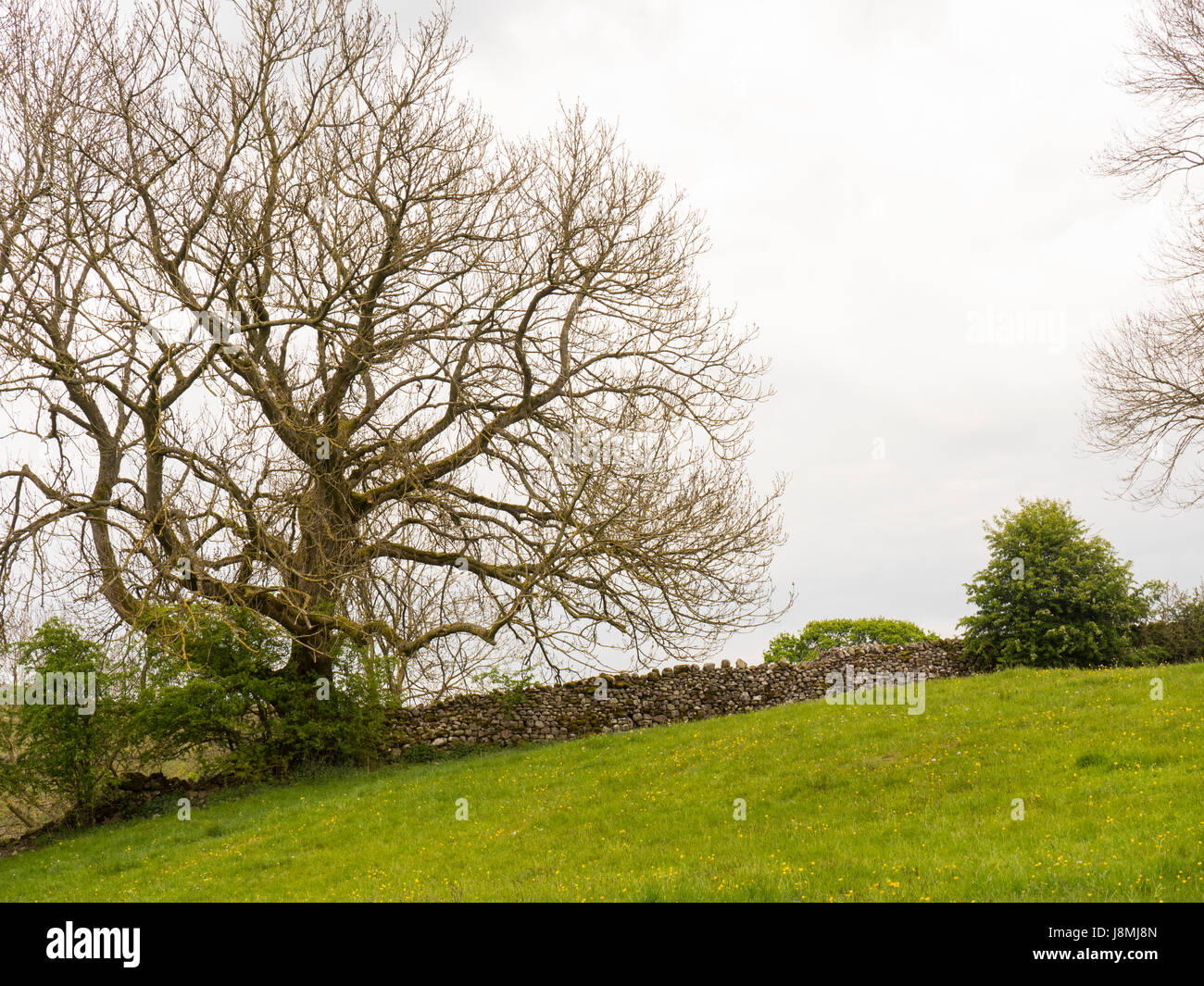 Paesaggi del Cotswolds, Gloucestershire, Inghilterra Foto Stock