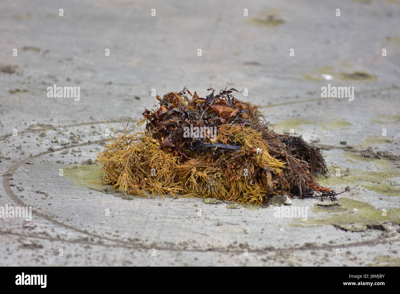 Varie mare marrone erbacce marciume sulla bella spiaggia di sabbia. Foto Stock