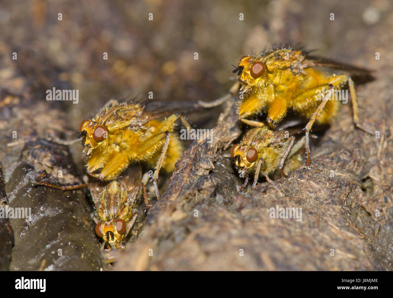 Coppie di accoppiamento di sterco di mosche Foto Stock