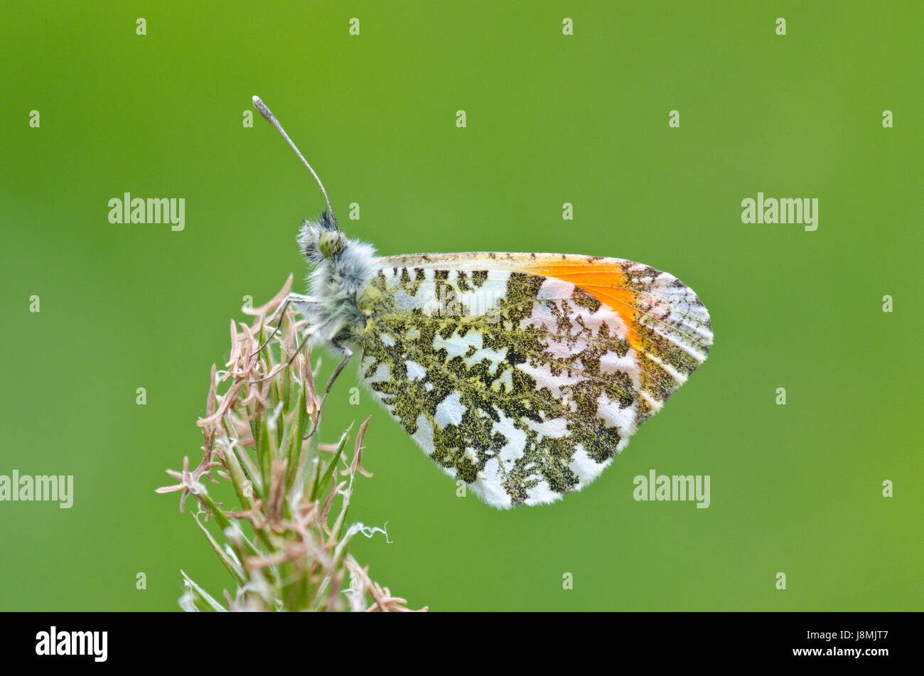Bel maschio arancione-punta Butterfly (Anthocharis cardamines), pieridae, Sussex, Regno Unito Foto Stock