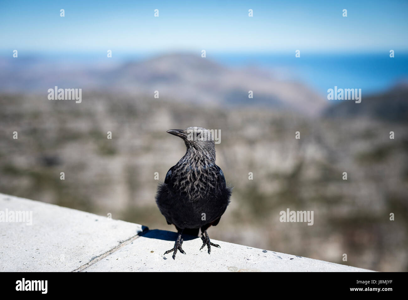 Baby red winged starling sulla cima della montagna della tavola di Città del Capo in Sud Africa Foto Stock