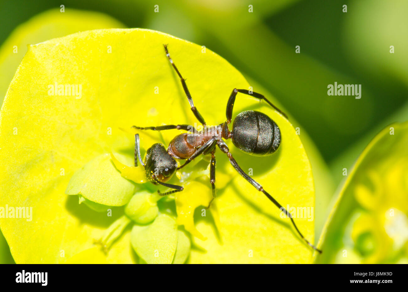 Southern Wood Ant (formica rufa) trovare il nettare Foto Stock